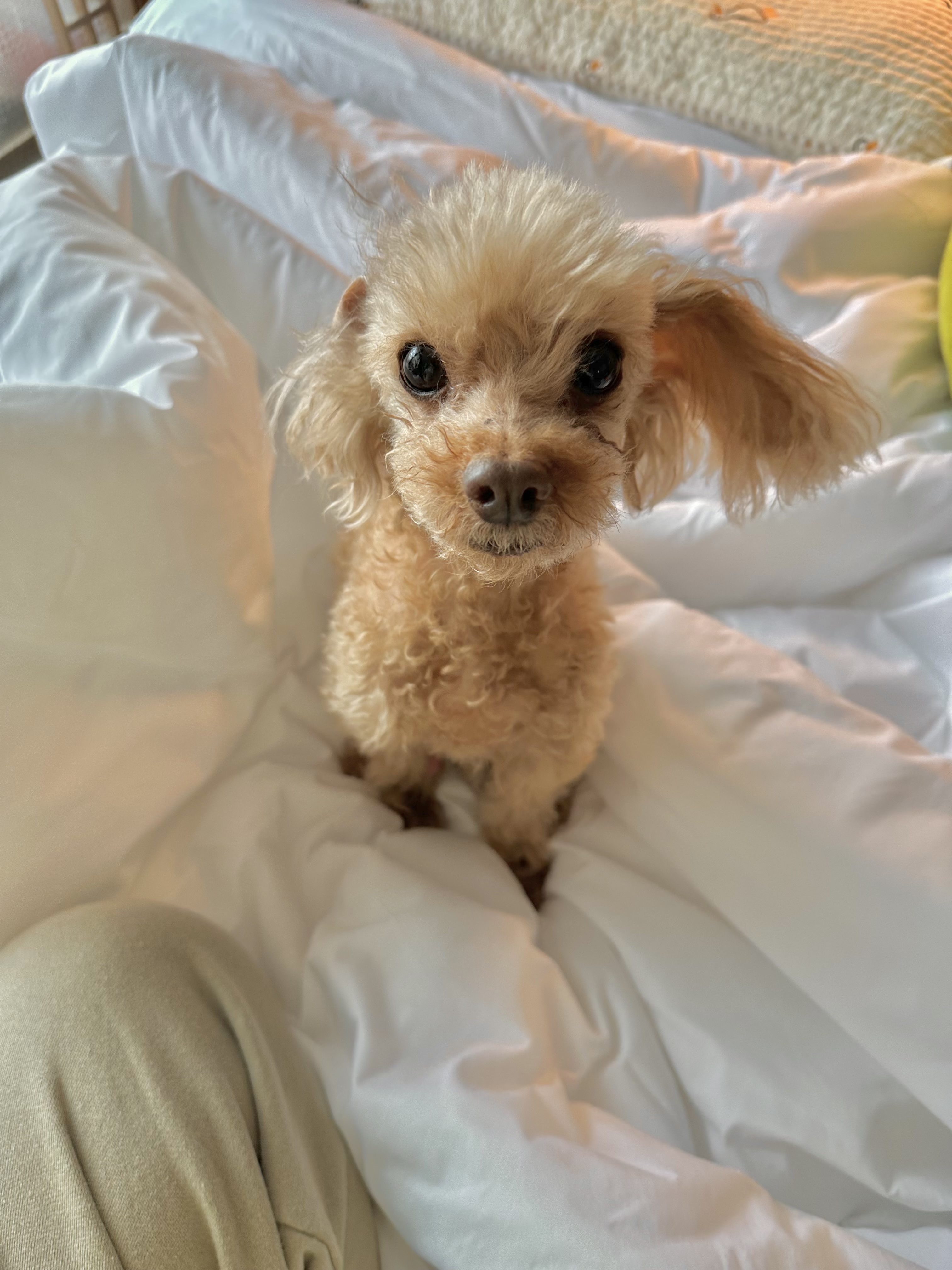 콘텐츠