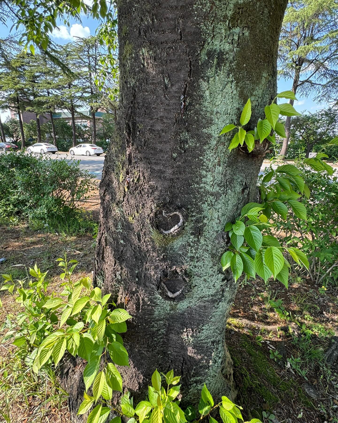 Tree에서 Love 찾기