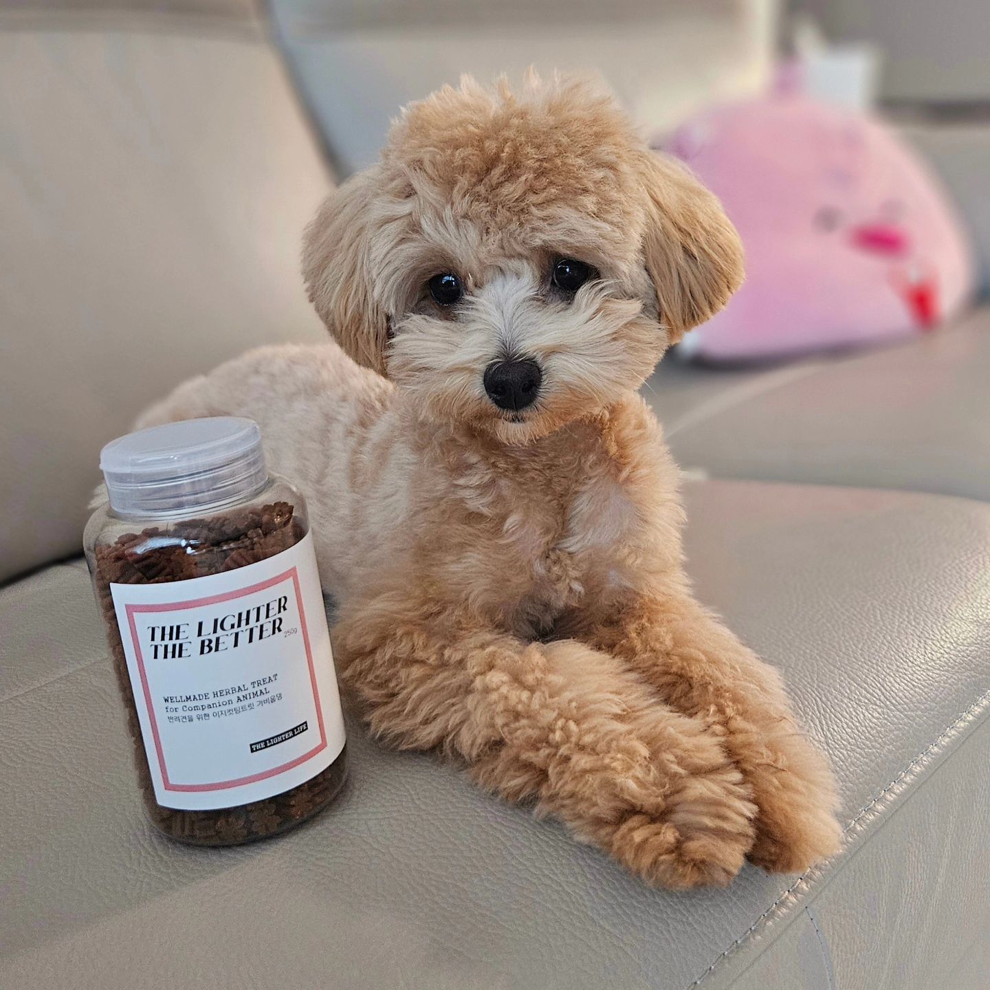 #협찬

푸들이나 말티즈 같은 소형견에게 
자주 발생하는 슬개골탈구 예방을 의해서는 
미리미리 건강한 체중 관리가 필수! 

말티푸인 아미도 관리해 줘야겠죠?

간식을 좋아하는 아미를 위해 
1알당 2.5 칼로리로 칼로리 부담없고
체중증가 걱정없이 급여할 수 있는 
강아지 간식 가비웁댕을 먹여보았어요💖

간식 모양도 예쁜데 맛있는지 
엄청 맛있게 잘먹는 아미 🐶

기호성도 좋고 강아지 건강도 챙길 수 있는 
반려견 간식으로 추천합니다👍

#가비웁댕 #말티푸아미 #말티푸 #말티푸영양제 
#말티푸간식 #강아지다이어트 #강아지다이어트간식 
#강아지저칼로리간식 #강아지영양간식 
#강아지비만 #비만견 #반려견영양제 #펫영양제
#애견영양제 #강아지영양제 #이거면댕냥 
#강아지체중감량 #댕댕이다이어트 #강아지건강 
#강아지간식  #강아지한약 #강아지보약
#댕팔맞팔 #멍팔 #댕팔 #소통환영