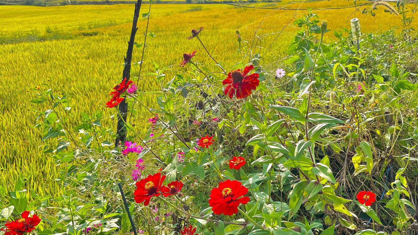촌 캉 s_🌼🌹