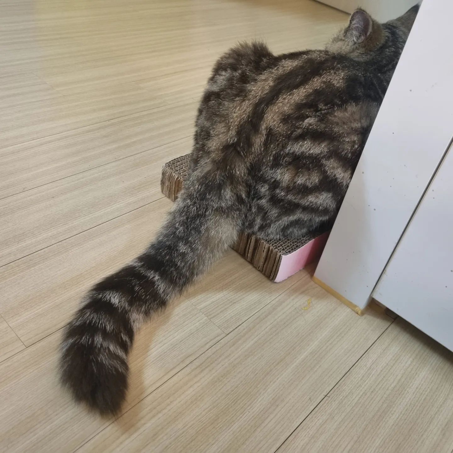 치묭적 뒤태 우리레오
요즘 털쪄서 푸짐한 비쥬얼🐈
식빵굽는중💕

#식빵굽는고양이 
#냥스타그램