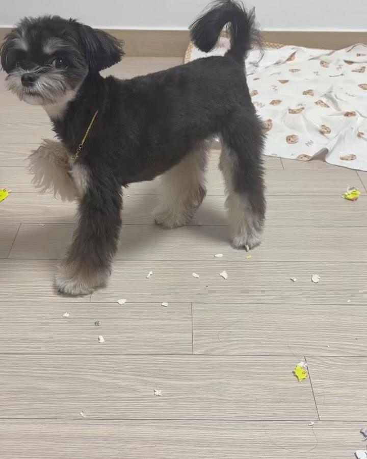 못살게따 진짜 ^^… 껌씹는͒ 강아지.. 어디서 난거야 껌은…
발에 껌붙었다고 다리 들고 있는거 넘 귀엽당 단물 쪽빼고 뱉어놈 ㅠㅍ,,,,