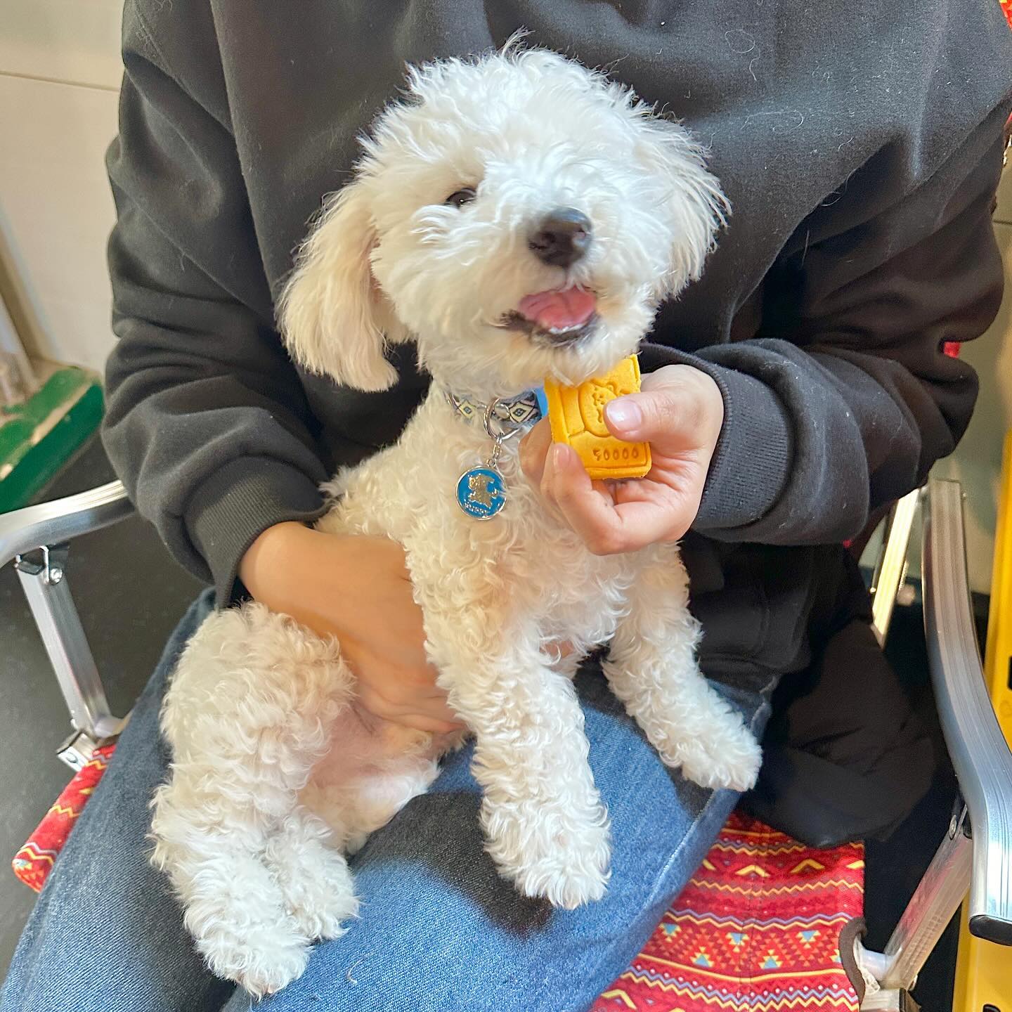 꿈이 오늘 새해 복이랑 새뱃돈 받아따!!❤️
잘라주기도 전에 순삭한 호이해이 쿠키!!
시고르댕에서 신나게 뛰고 쿠키도 먹어따!!!!😚
너무 마싯짜나🍪

#시고르댕 #호이해이 #남양주수제간식맛집 #남양주실내애견카페