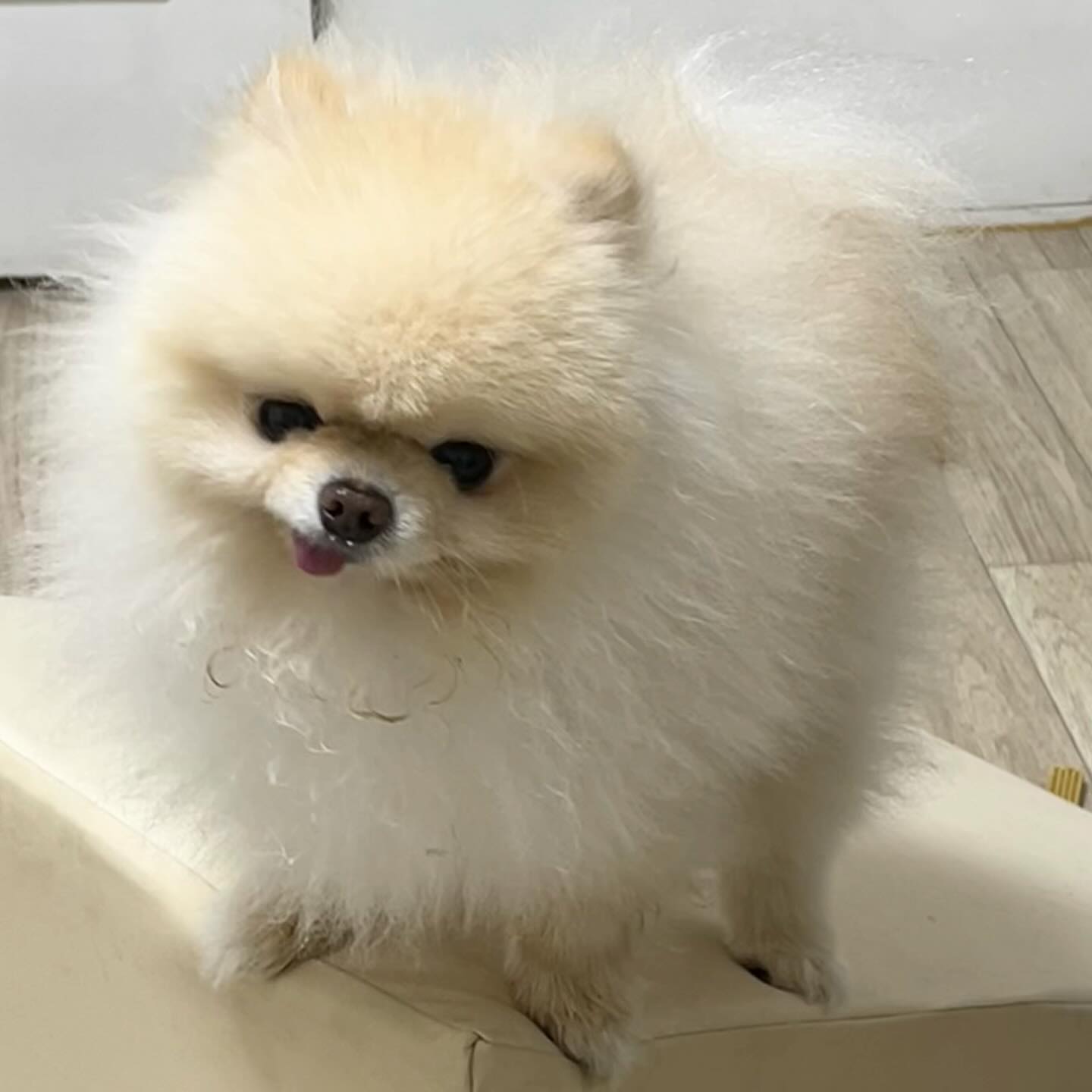 언짢은 표정 1위 ㅋㅋㅋㅋㅋㅋㅋㅋ 🐶
봐도 봐도 귀여워서 피드 박제 ✨
#계단을좋아하는강아지