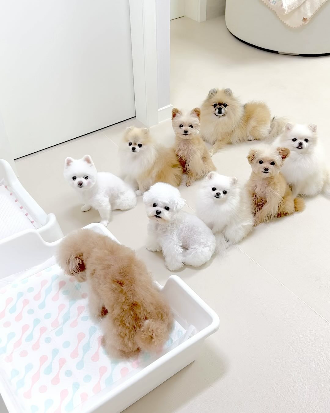 ⠀ 
화장실 줄서서 가는 배운 댕댕이덜..👀✨

애들 화장실 갈때마다 개엄마는 초 집중모드!
왜냐하면 달달이들 응가를 채집해야하거든요 🤣

병원에 갈 필요없이 집에서 간편하게 검사하는
’펫케아 반려견 장내 미생물 분석키트’ ✔️
피부질환 비만여부 장질환 암발생가능성 등의
질병상태를 미리 예측해볼 수 있다고 해요.
회수신청 및 결과보고서 확인도 앱이나
홈페이지에서 아주 간단하게 할 수가 있어요.

애들 응가 채집 완료한 뒤의 뿌듯함이란..😌
어서어서 연구소로 날아가라 응가들아 💩⭐️
결과지 오면 소식 또 전할게요오 🤍

/ 아둥, 앗탕, 르네, 비바, 앙콤,
코팅, 하쿵, 에떼, 피키, 샤나 🍼

#강아지건강검진 #반려견장내미생물검사
#강아지장건강 #펫케아 petcea_