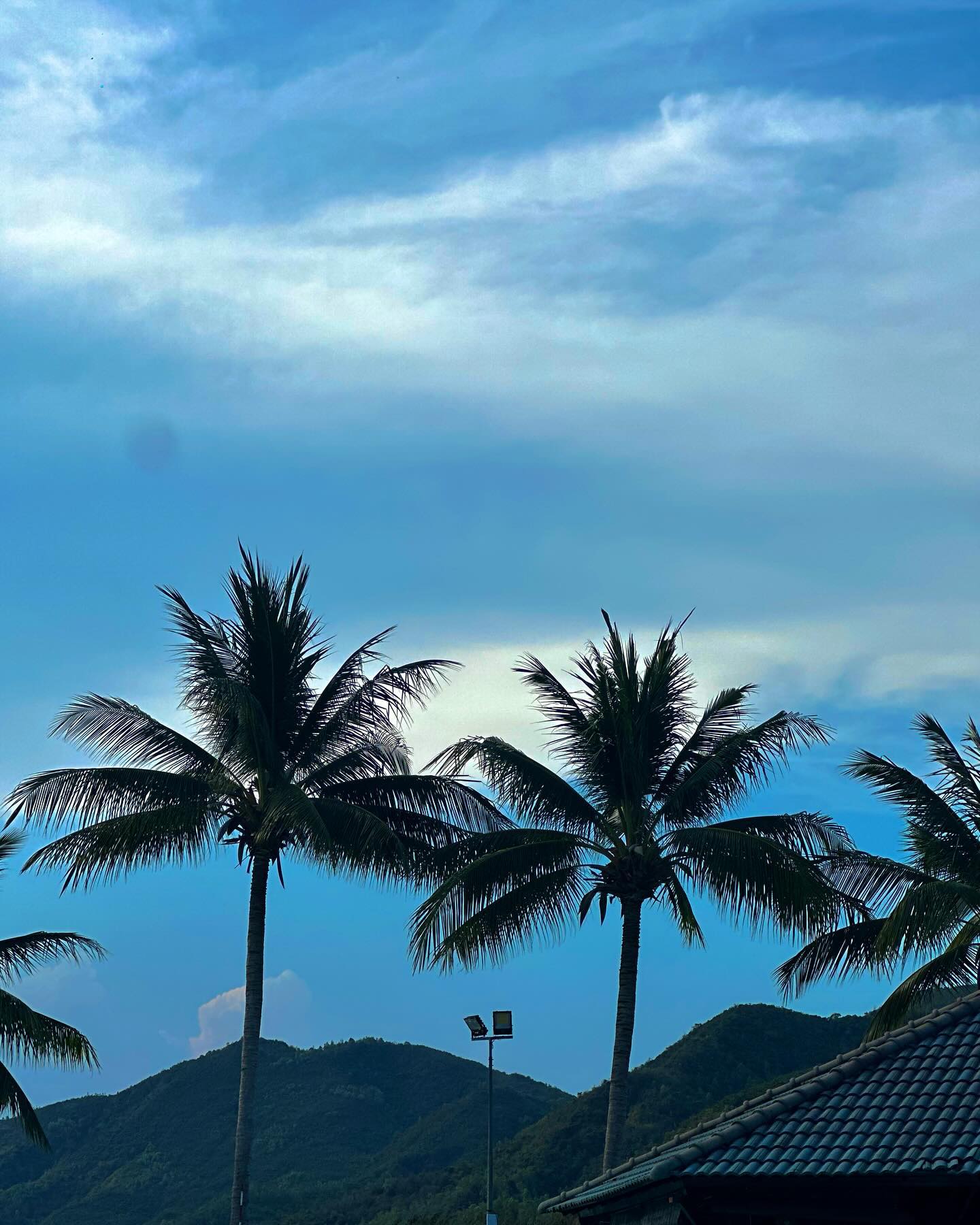 🌴🌴🌴