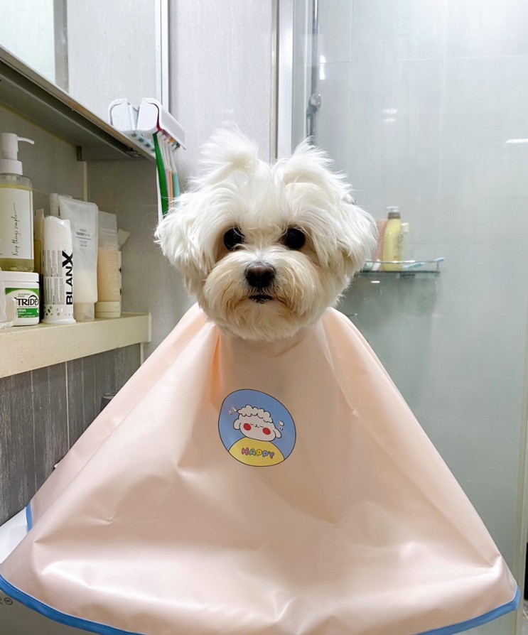 강아지목욕용품 │  앙트로 강아지세안보