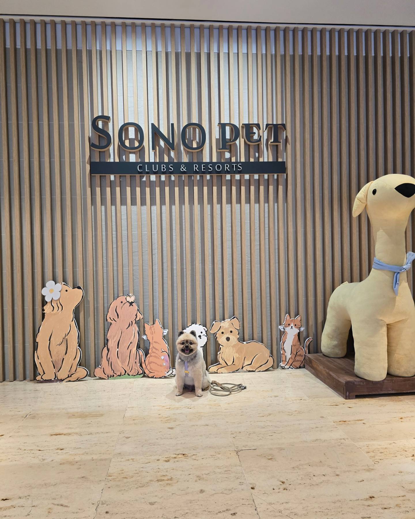#소노펫 강아지천국 🐶🐾
#멍푸치노 완전 맛나 !!!

여름 마지막 휴가
#애견동반호텔 #강아지리조트 #멍캉스 #댕캉스
#2박3일 찐하게 놀다 가야지 😎