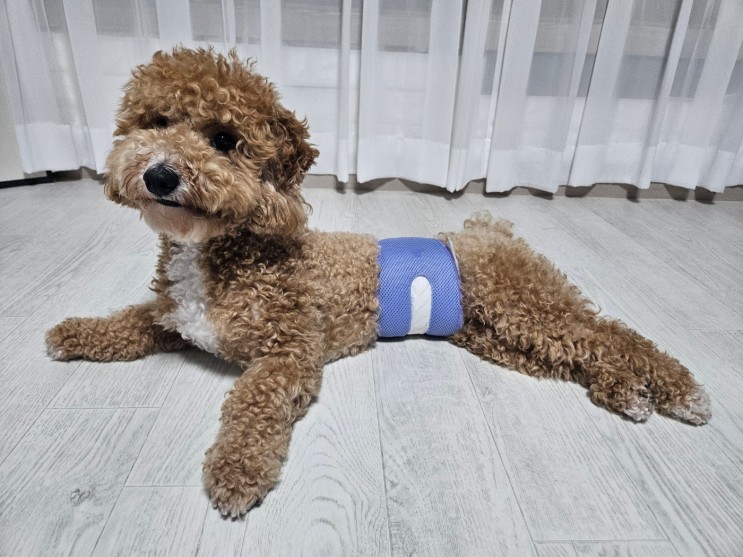 통기성이 좋은 포우라이트 강아지기저귀 왕추천!