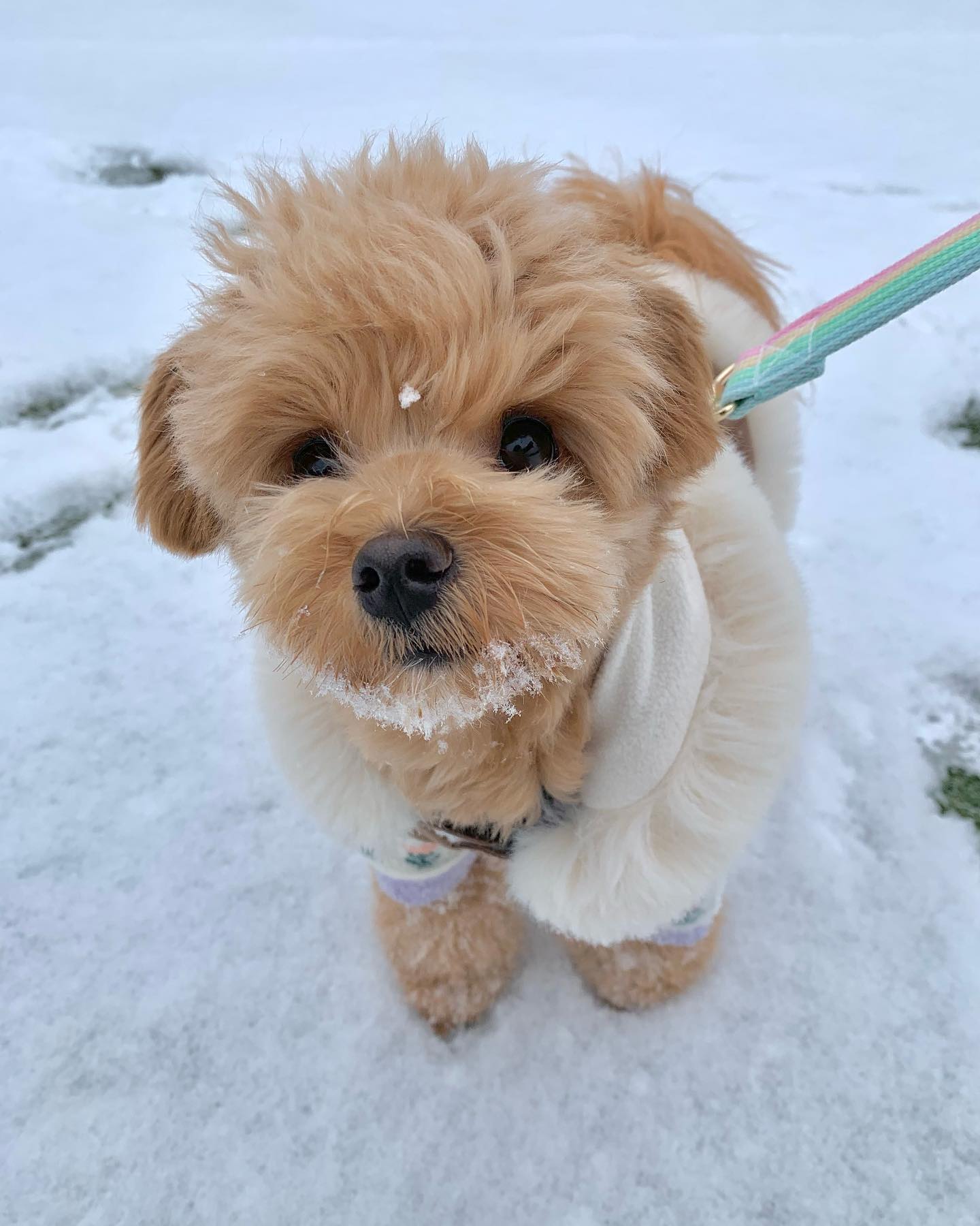 요즘 턱수염을 기르는 중〰❄️