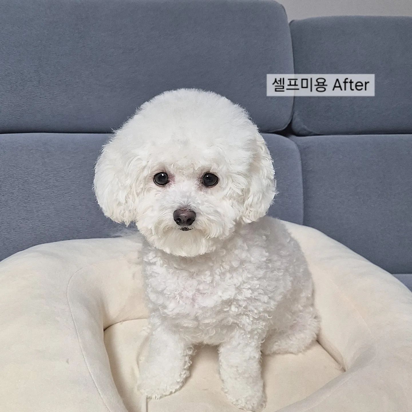 #셀프미용 

처음 미용가위 사서 해준 미용.. 🤭✂️

다이소 가위로만 해주다가 
제대로 된 미용가위 주문했어요 !! 
장비빨이라도 받아야지 ㅋㅋㅋㅋ 

▫️이전에 애견미용 맡겼는데 꽤나 스트레스 받길래 
그냥 내가 해주겠다 맘 먹었어요! 
우리몽바 스트레스 절대지켜!!!!!!!! 🫶🏻
