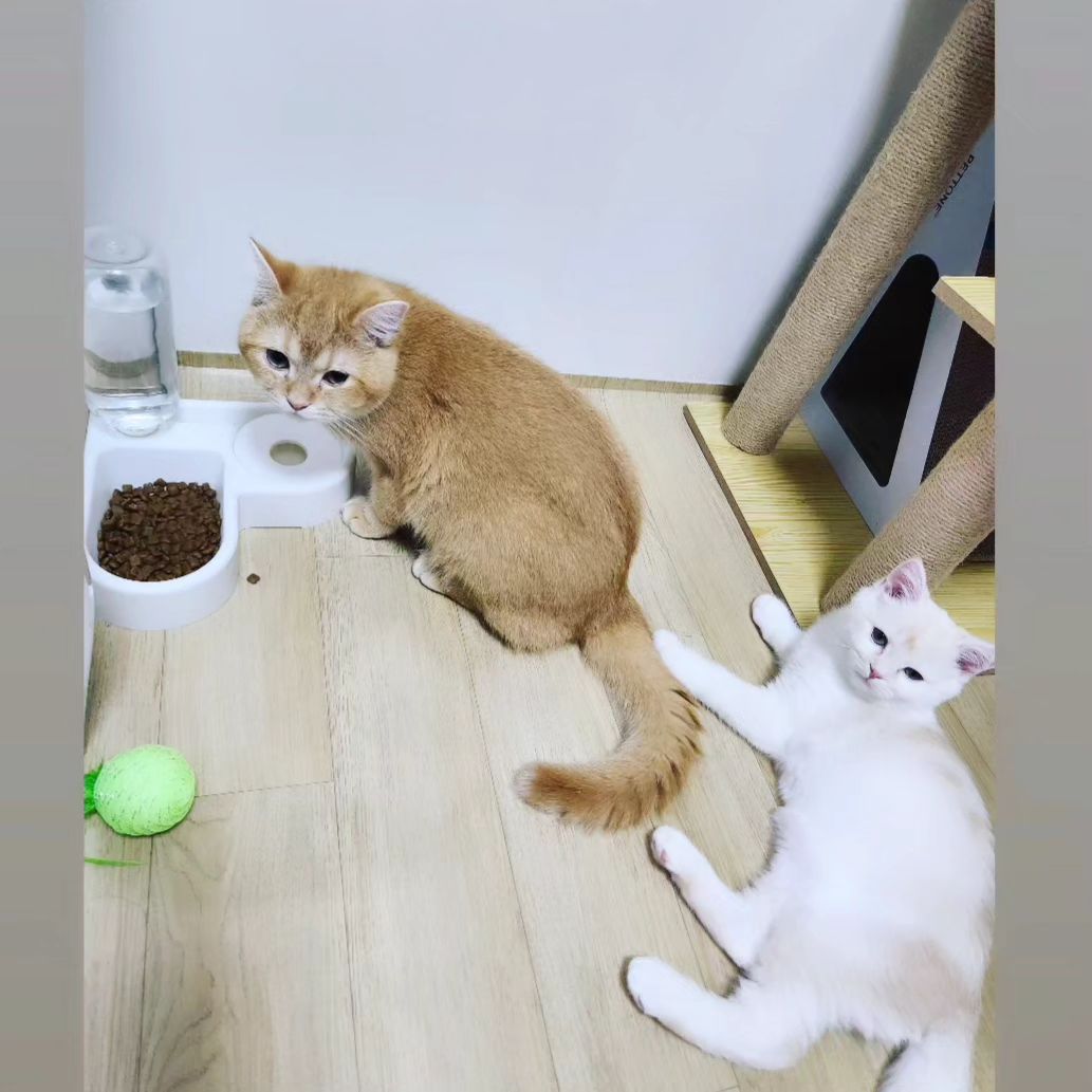 금비형 꼬리대고 있는 은비 "형아좋아" 🥰#cat #금비은비 #냥스타그램 #britishshorthaircat #인플루언서 #방송 #광고모델 #model #beauty #pet #fashion #catlover #youtuber #협찬문의 #catstagram #animals#catlife
