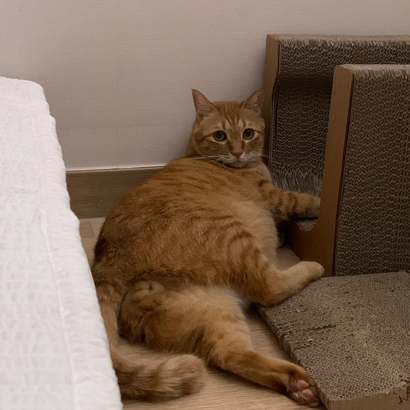 앙큼 요염 뒷태 고냥이💋