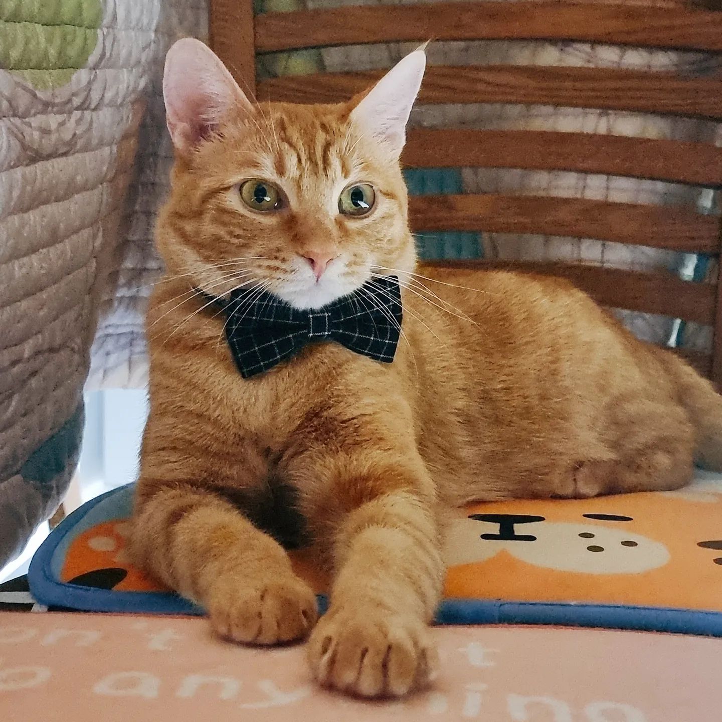 나비 넥타이를 한 뽁이💛
Feat. 세탁 후 널어둔 매트

purinaonecat_kr 에서 받은 
나비넥타이까지 야무지게 잘 어울려벌임 😆

우리 다복이 이제보니 잘생겼구나...

공쥬님인뎅😂

#고양이일상 #나비넥타이 #치즈고양이 #멋쟁이고양이 #이래뵈도공주님 #orengecat #ねこのいる生活 #ねこスタグラム #고영희그램