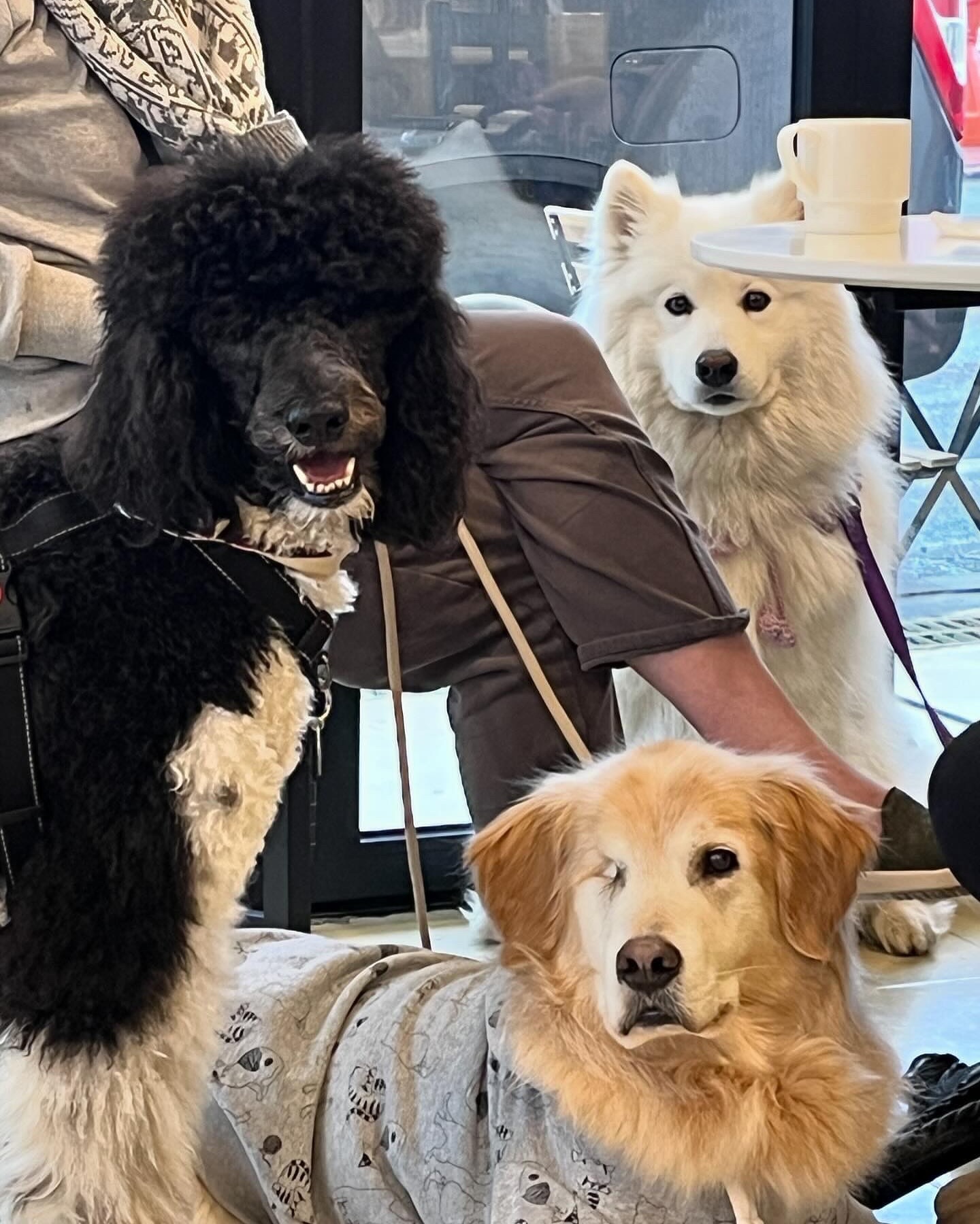 #김가네루이🐶 #사모예드루이 #20240324
🖤🤎🤍
귀여워 죽겐네 진짜

☕️#나이롱하우스
〰️김해시 율하카페길 77-6
〰️실내동반가능
〰️주차ok!