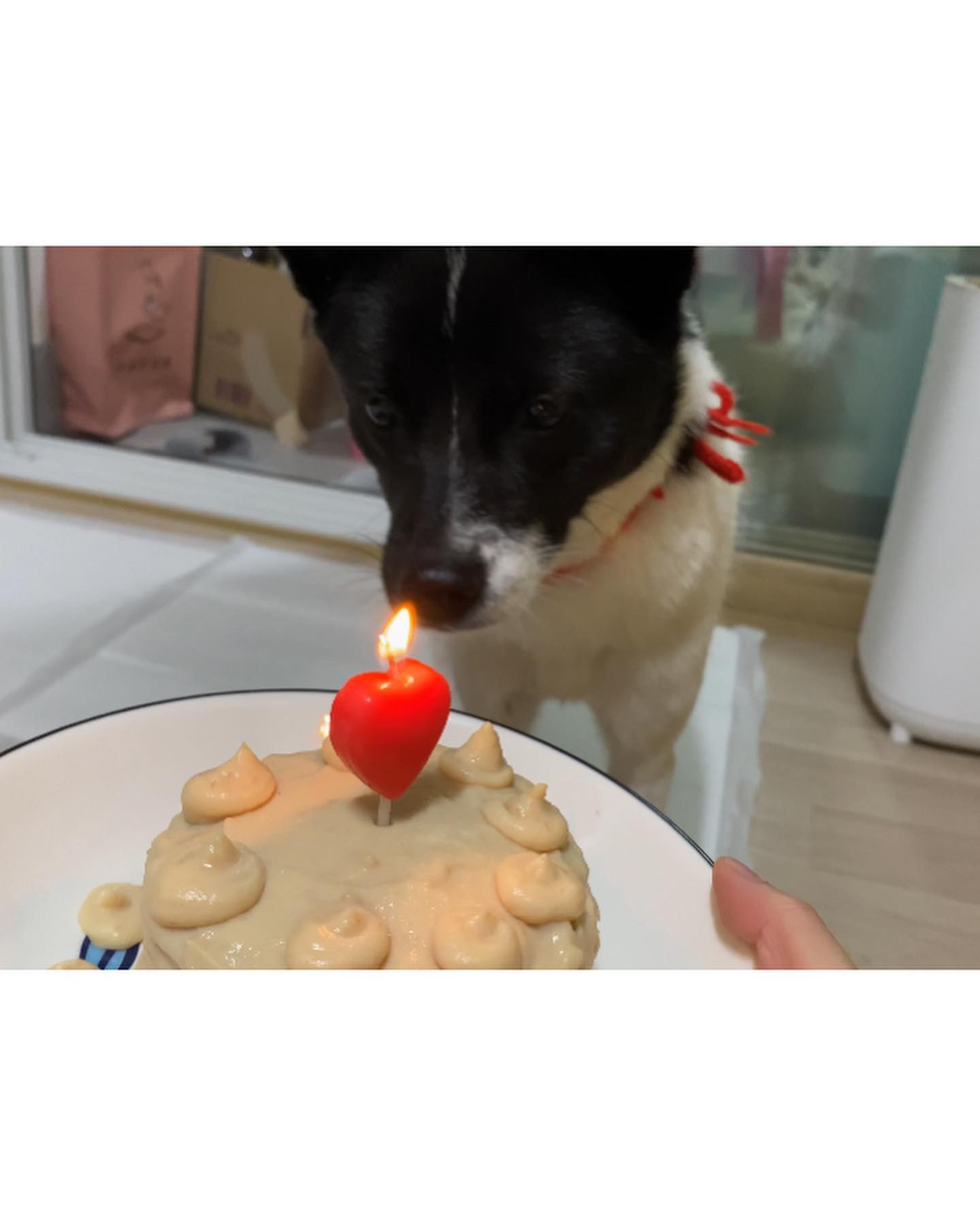 🎂탱탱이 첫번째 생일 기록🎂
강아지 케이크를 만들어줬다..!
#강아지숲 에서 #우피이피애견베이킹믹스 제품 구매하고
강아지 케이크를 만들어주었다! 
의외로 맛았게 먹어서 뿌듯 🤗🤗
.
진행하는 #반려동물문화축제 에서 사은품도 잔뜩 받았다!
생일 선물을 엄청 많이 받아서 너무 좋당🤤
.
.
강아지숲은 원래 입장료가 있는데
이렇게 축제할 때는 무료 개방🙃
.
행복하고 즐거웠던 첫 생일 기억😽
.
#강아지생일케이크 #댕댕이생일파티🐶 #댕댕일상그램 #행복해염 #강아지칭구들 #만나서좋아