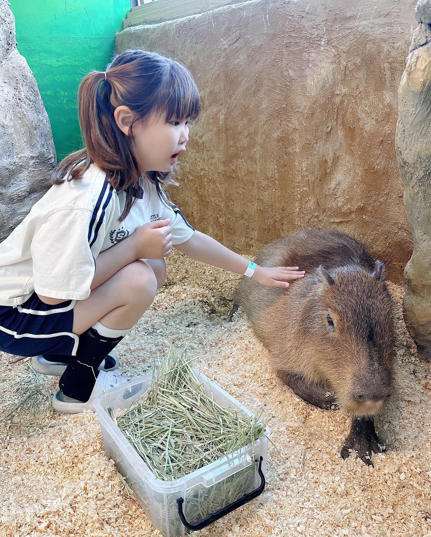 #수달앤쥬 #수원실내동물원 
알파카와 카피바라가 보고싶다는 지유의 말에
오빠의 폭풍검색으로 알아낸 실내동물원🦙🐈❤️
여긴 진짜 없는 동물도 없고 너무 깔끔행...🤍