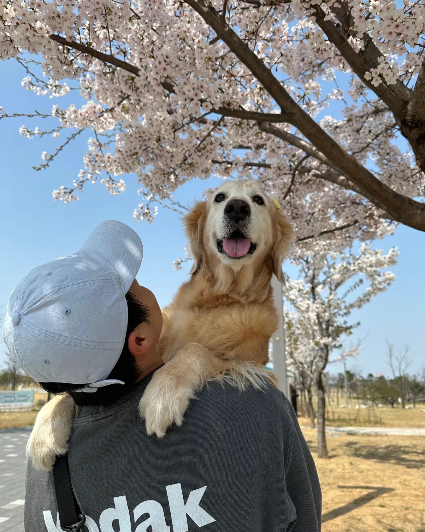 4,7 벚꽃
🐶🌼🌺🌸🌸🌸
망고와 꽃나들이♡

#배곧 #배곧생명공원 #벚꽃 #옥구공원 #시흥 #골든리트리버 #골든리트리버스타그램 #리트리버그램 #리트리버 #대형견맞팔 #멍친구환영 #멍스타그램 #멍친 #개스타그램