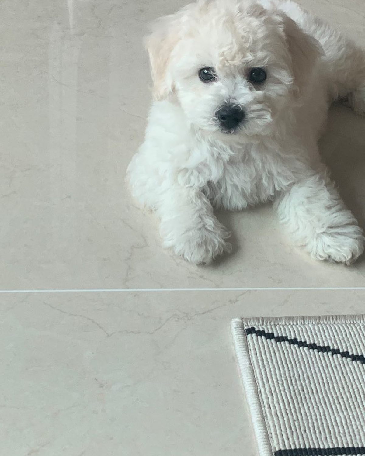 언제나 꼬질꼬질했던 애기 덕구