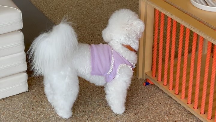 “루다형아 이름만 들어도 좋으니!”
자꾸 놀리니까 화냄,,(소리 주의)
루다는 오늘 킨더 가는날이야~~~😄