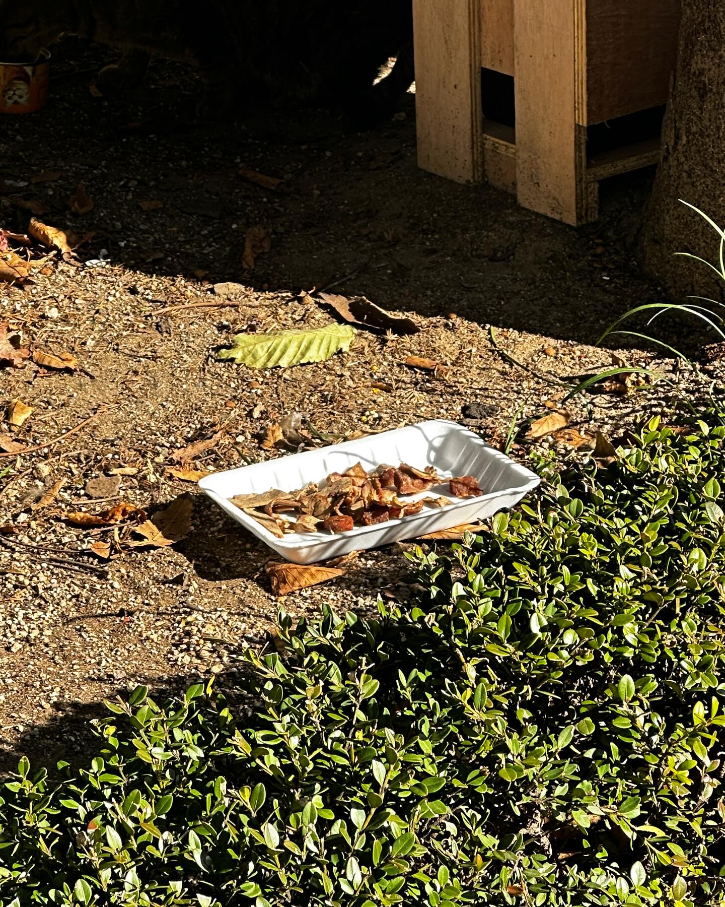 근데.. 밥 먹는거 지켜보는 와중에 어느 사장님이 더 맛있는걸 갖다 놓았다 한다 ㅡㅡ;;;; 

아 수업 마저 들으러 가야지 ㅜㅜ

#나보다잘먹는군 #수원인제니움 #케이비손해보험설계사연수