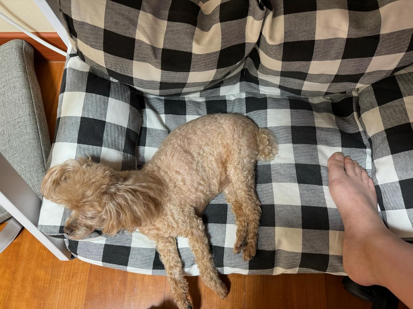 가족들 다들 나가고 베리랑 나랑 ♡ 
맨바닥에는 절대 자리잡지않는 베리. 
자꾸 앉아달라거나 라온이 가방위에 올라가서 앉아있길래 나랑 둘이있을땐 베리방석을 책상밑에 옮겨주고 내 발샘새와 함께한다 ㅋㅋ
엄마의 발냄새가 좋은지 코골며 꿀잠자는 개딸 ♡ ㅋㅋㅋ
#일상 #개딸 #베리랑나랑 #베리랑둘이 #책상밑에서쿨쿨 #코골며자는중 #향기로운엄마발 #라라자매없는평화 #니가고생이많다