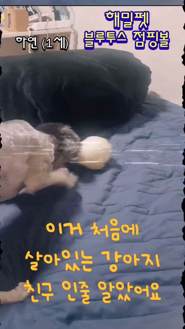 #광고 
.
.
안녕하세요 언니 오빠들 하연이에요
오늘은 해밀펫 점핑볼 갖고 노는 걸
언니가 찍어줬어요
영상에 뼈다귀도 같이 나왔는데
저 뼈다귀도 해밀펫 공식홈페이지에서 구매 할 수 있어요
뼈다귀도 좋지만 점핑볼이 너무 재밌어서
충전중인 점핑볼을 물어 뜯다가
충전기가 고장나서 한동안 못 갖고 놀았지 뭐에요
언니한테 충전 자주 하라고 재촉 할 만큼 요새 제 베프에요
요즘 추워져서 산책 가기 싫었는데
점핑볼 있어서 너무 재밌어요
저희집 언니 오빠들도 좋아하고 장난감 하루 갖고 놀면 질려서
집에 장난감 엄청 많은데 갖고 노는건 없거든요
이건 한달이 지난 지금까지도 계속 갖고 놀고 있어요
잘 갖고 노는 영상 유튜브에도 올릴게요
언니 오빠들 항상 건강하세요 하연이 처럼요 >< 
.
.
.
.
.
#멍멍이그램 #멍멍이 #댕스타그램 #펫스타 #댕댕이
#반려동물그램 #애견용품 #반려동물용품 #애견용품브랜드
#강아지용품 #강아지쇼핑몰 #강아지장난감 #애견장난감
#반려견장난감 #댕댕이장난감 #댕댕이데일리 #강아지 #강아지장난감추천 #댕댕이장난감추천 #애견용품샵 #점핑볼 #강아지점핑볼 #강아지로봇장난감 #해밀펫 #해밀펫스마트점핑볼 #해밀펫장난감 #반려견장난감추천 #dog