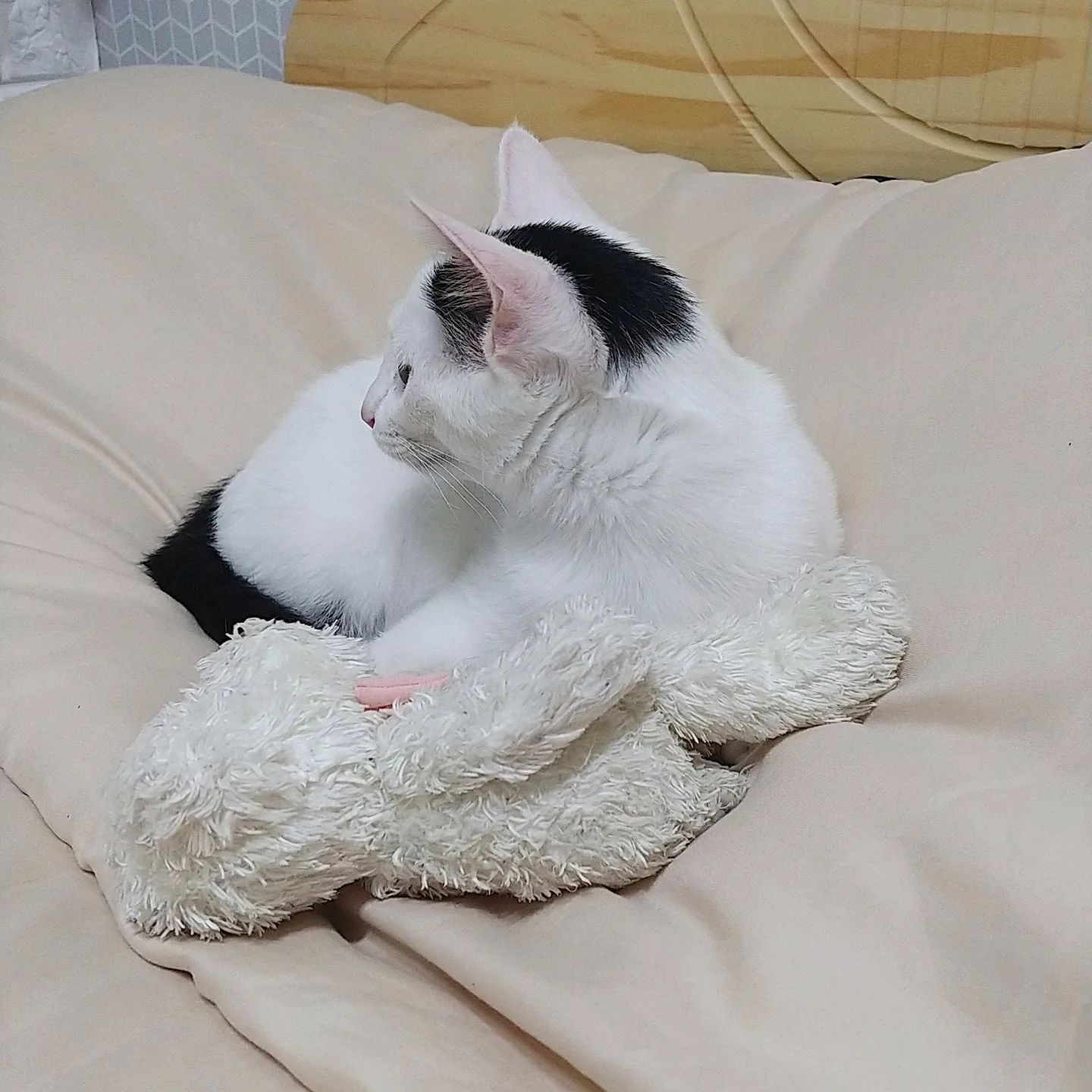 지금으로부터 딱 2년전 꽃님이랍니다❣️ 이때 갑자기 폭풍성장했었는데 지금보니 완전 캣초딩 그 자체..!

애기때부터 좋아하던 곰돌이 인형은 이제 꼬질꼬질해졌군🤣

#고양이성장일기 #고양이폭풍성장 #냥이성장일기 #애기고양이 #성묘고양이 #냥팔맞팔 #냥이스타그램 #고양이스타그램 #캣스타그램 #집사소통 #내이름은꽃님