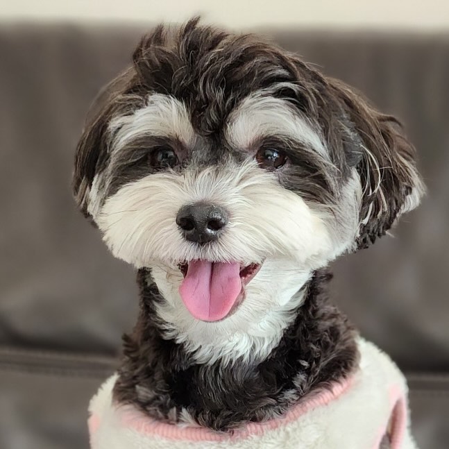메에롱😛
