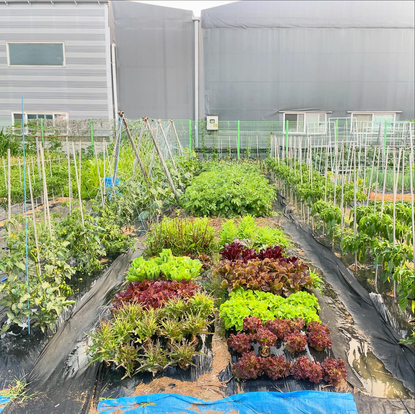 풍요로웠던 2년 차 주말 농부의 삶👩🏻‍🌾
2년 차라 올해는 체계적으로 농사를 지어서 무척 풍요로웠던👏🏻👏🏻
옆 밭에 품앗이도 하고 더덕도 심고❤️

🍇🍓🍆🍅🫛🥬🥒🌶️🥕🥔🧅🧄
감자, 방울토마토, 당근, 콩, 고추, 오이, 호박, 깻잎, 모둠 쌈, 갓, 쪽파, 대파, 마늘, 양파, 유채, 가지, 부추, 무, 배추, 열무, 양배추, 딸기, 포도 등등

많이도 얻고 수확하고 김초씨도 뛰어놀고 무척 재미있다❤️❤️
이제 겨울만 잘 나면 된다 월동 파이팅👩🏻‍🌾‼️
.
.
#주말농장 #농부스타그램 #농부일상 #농사 #농사스타그램 #청년농부 #텃밭 #텃밭가꾸기 #텃밭일기 #텃밭채소 #텃밭스타그램 #텃밭농사 #인천주말농장 #주말일상 #취미스타그램 #취미생활추천
