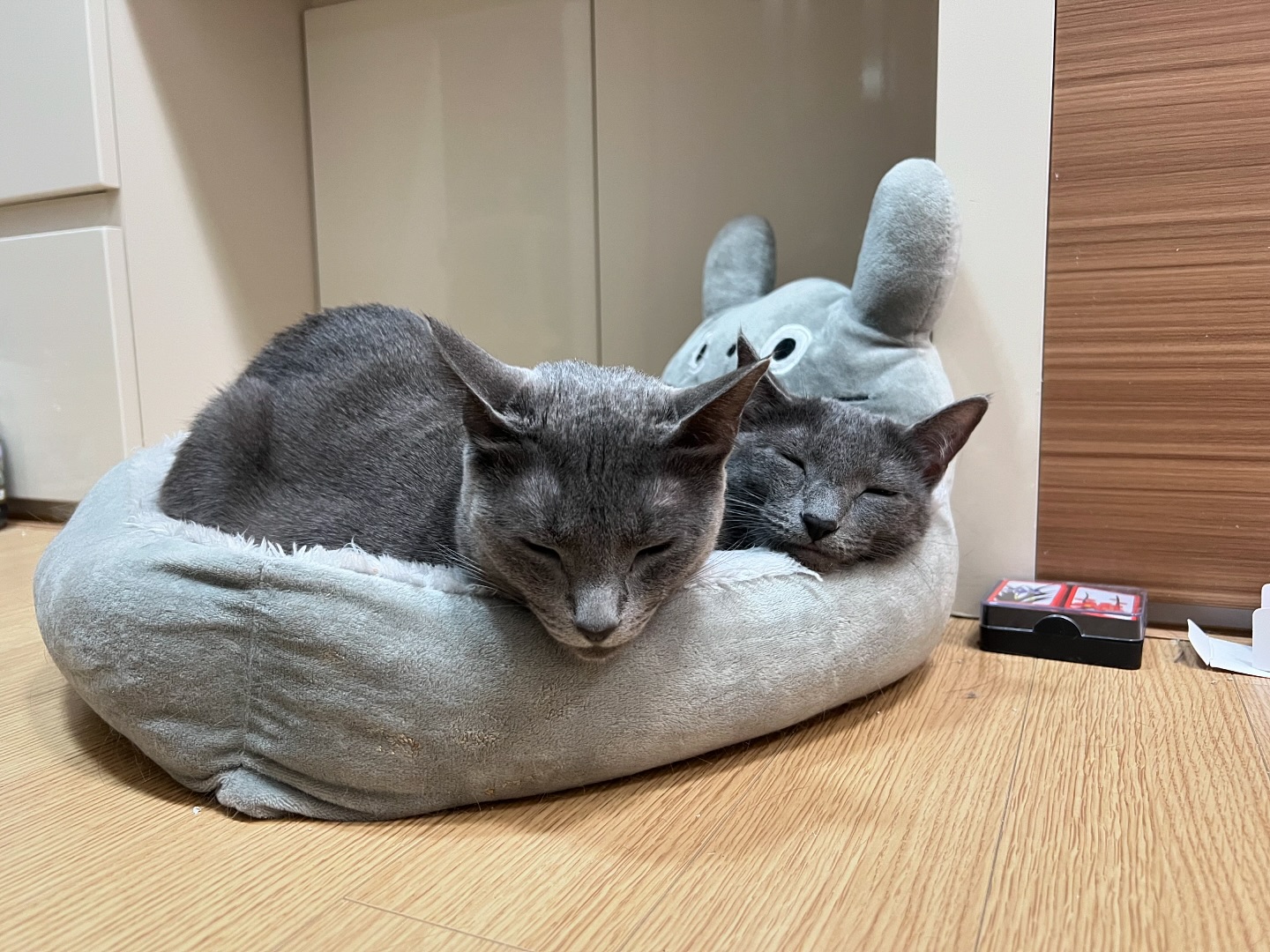 토토로 방석에 둘이서

#냥이가좋아 #러블 #러시안블루 #고양이 #猫 #ねこ #cat