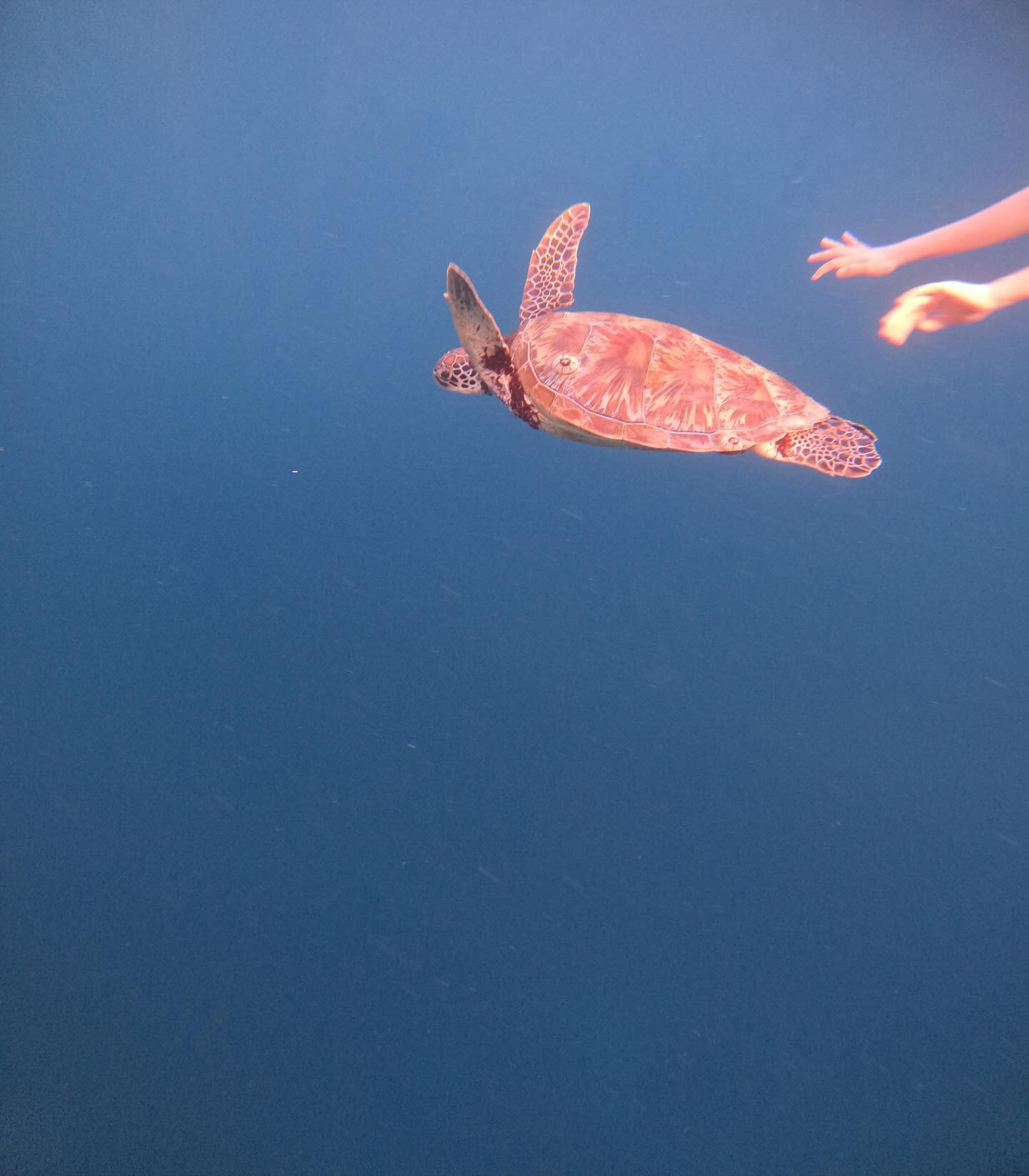 행복을 찾아서 🐢🐢