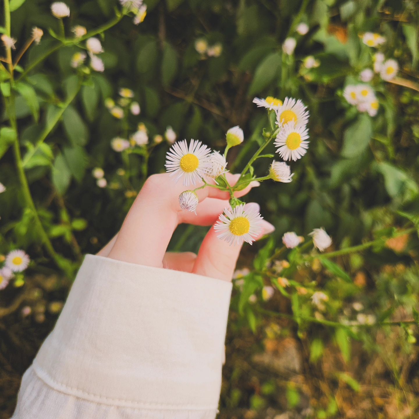 며칠 전에 어떤분 스토리에서 본 기억이나서 찍어봤어요:)
계란후라이 같다고 하셨던게 기억나네요😆
이름이 궁금해서 찾아보니 "개망초"라고 하더라고요!!
근데 꽃말은 '화해'라네요;;
꽃의 이름과 꽃말이 많이 달라서 신기한 것 같아용😉
혹시 저만 신기한가요...?😅
(편집/편집)
📷-갤럭시 s23

#스냅사진 #일상스냅 #스냅사진가

개망초 꽃말-가까이 있는 사람을 행복하게 해주고, 멀리 있는 사람은 가까이 다가오게 해준다(예쁘길래 적어놓아요)