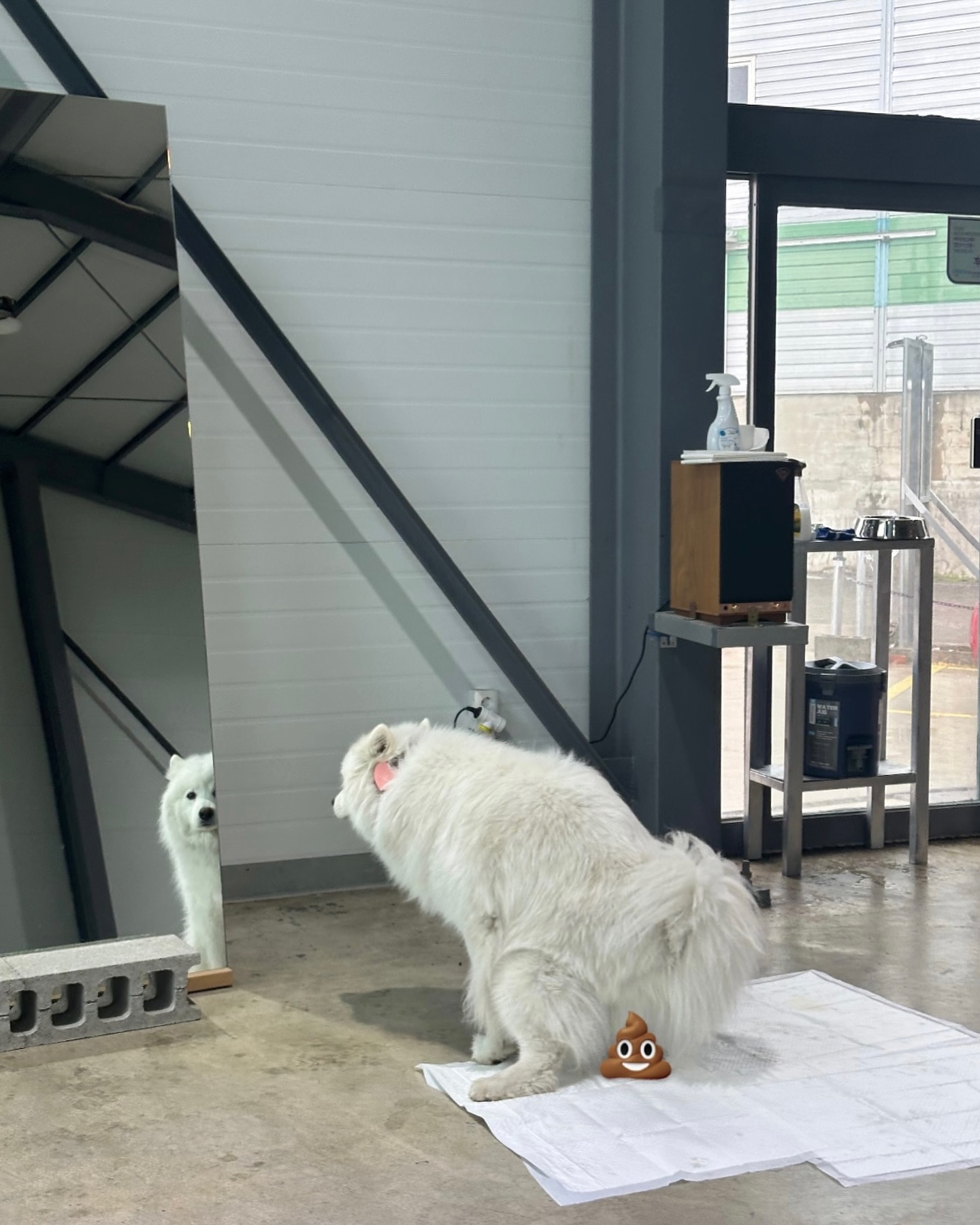 #김가네루이🐶 #사모예드루이 #20240328
아침부터 비가 너무 쏟아져서
오픈한지 일주일도 안된 신상 애카 #두두리마당 으로 집합!!

6년?만에 패드에 응아하는 진귀한 장면 포착ㅋㅋㅋㅋㅋㅋㅋ
진짜 너무 놀래서 눈알 튀어나올뻔!!
헛된 희망 품을 뻔^^

비가 너무 많이 와서 운동장 이용은 못했지만
쉬똥 클리어!
담에 또 오쟈