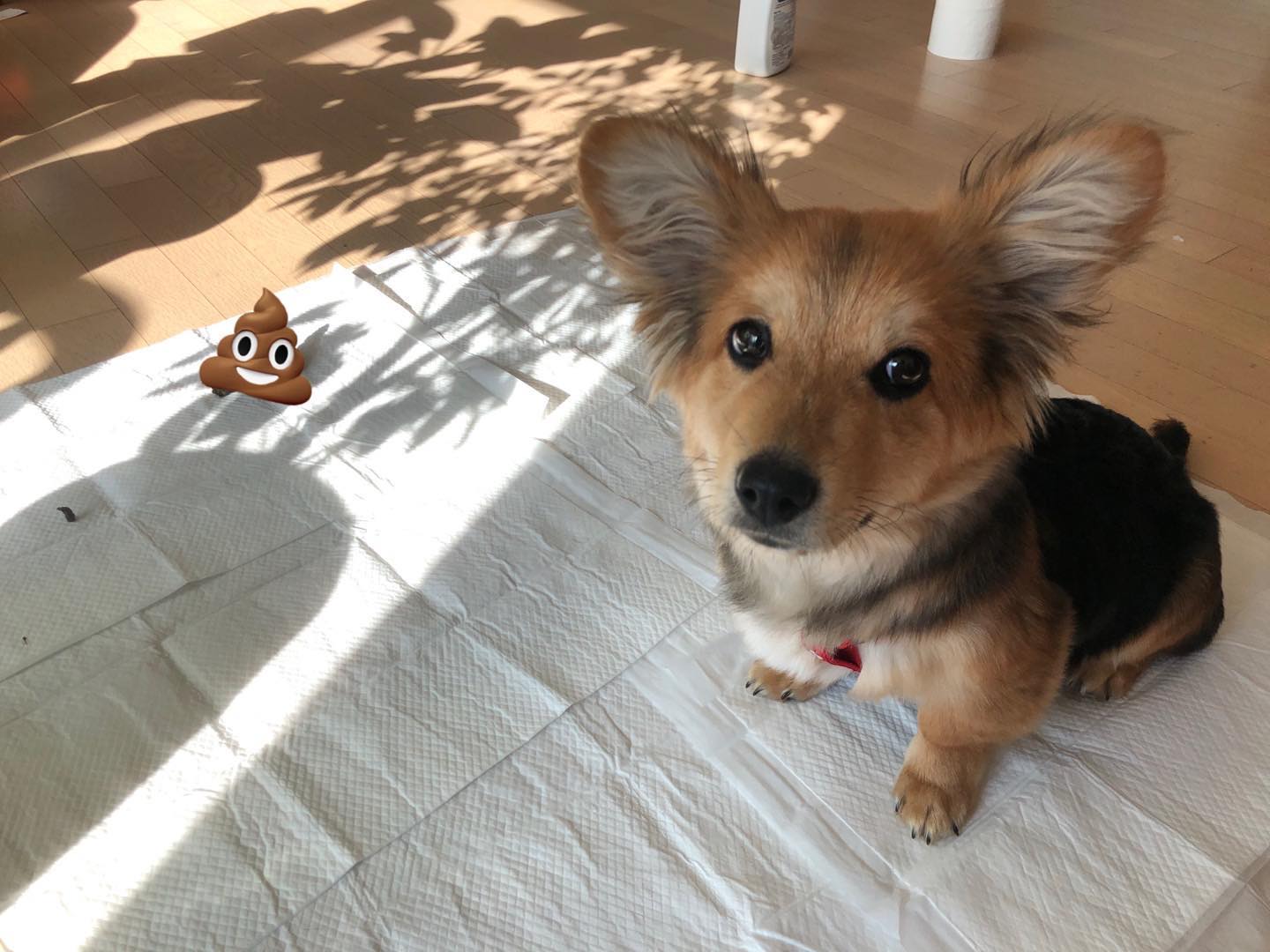 🦊: 누나 나 잘했지..?
메리 아가 시절