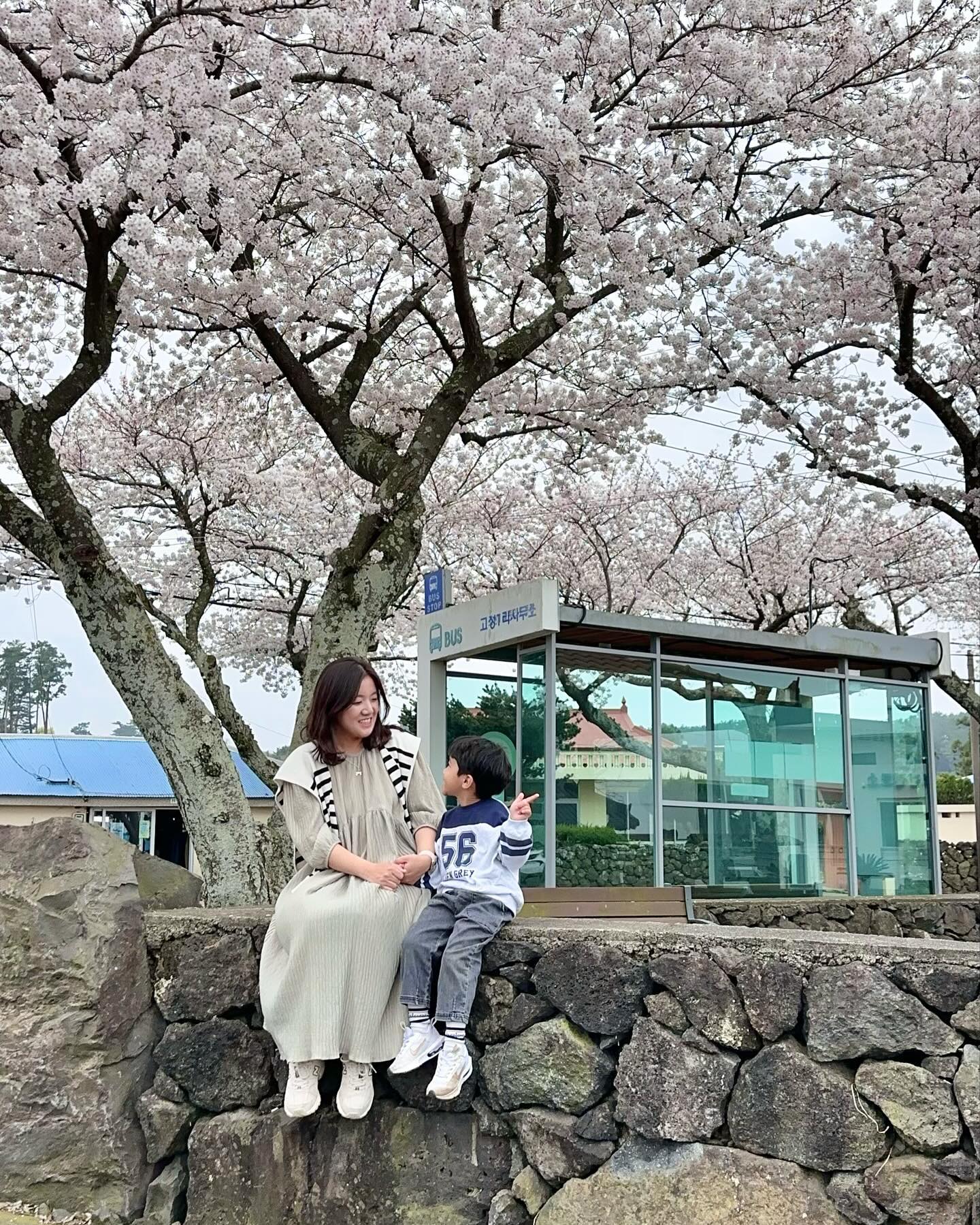 벚꽃행 버스정류장🌸

한적한 마을 안 큰 벚나무가 가득한 곳
버스 정류장 앞도 이쁜데
정류장 뒤 돌담 위에서 찍어도 제주 느낌 이쁨 가득🩷
흐린 날씨가 아쉬웠지만
너무 좋았던 지후랑 엄마랑 데이트

🌸#고성1리사무소 - 방문일 : 24년 3월 31일 (1-6 사진)
⠀▫️제주 제주시 애월읍 광성로 61-1

✔️같이 가기 좋은 벚꽃코스
🌸 #더럭초등학교 - 방문일 : 24년 4월 1일 (7-8번 사진)
⠀▫️제주 제주시 하가로 195

예쁜 색감의 초등학교 건물에 벚꽃까지 예쁘더라구요
학교 운영시간에는 외부인 출입금지이니 
시간 맞춰서 방문해야해요
맑은 날이라 더 예뻤는데
공항 가는 시간이 촉박해서 못내려서 아쉬웠던!