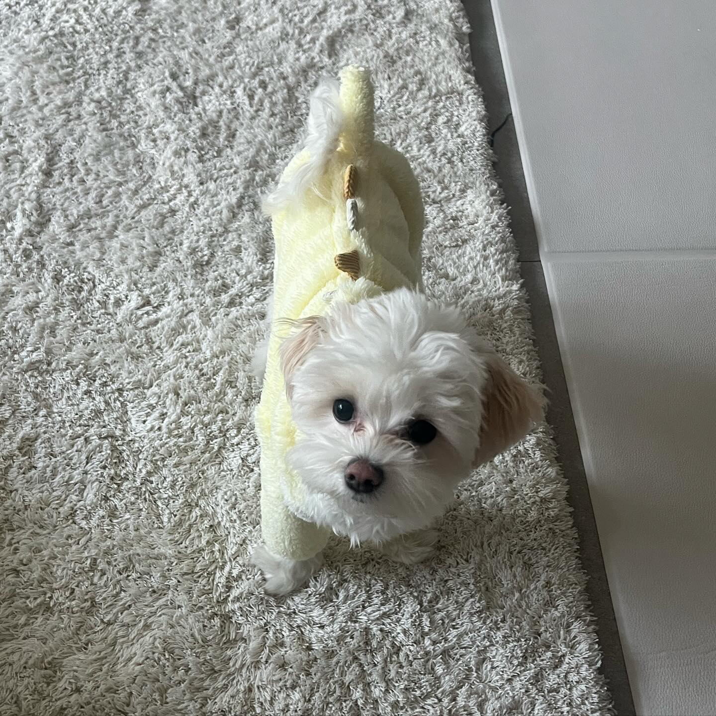 공룡룽지🦖