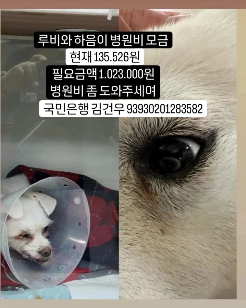 🙏🏻🙏🏻🙏🏻🙏🏻🙏🏻🙏🏻🙏🏻🙏🏻🙏🏻🙏🏻
지난달 발치하고 스케일링 한 루비와
눈검사한 하음이 병원비를 도와주세여ㅠ

✅현재 295.526원
✅국민은행 김건우 93930201283582✅

🙏🏻도와주세여🙇🏻‍♀️

🦋루비님 313원
🦋한숙경님 2만원
🦋루비님 213원
🦋오윤경님 3만원
🦋그라미님 5만원
🦋티티네 3만원
🦋루비하음이 5.000원
🦋하린맘님 3만원
🦋치유김예솔님 5만원
🦋멜로업마님 5만원
🦋별파이네님 3만원
🦋
🦋
🦋
🦋
🦋
🦋
🦋
🦋

#무한공유 #리그램 #도와주세여 #도와주세요 #유기견 #유기묘 #유기견입양 #입양 #임보 #입양해주세요 #입양은사랑입니다 #버리지마세요 #끝까지지켜주세요 #가족 #말티즈루비 #백구하음이
