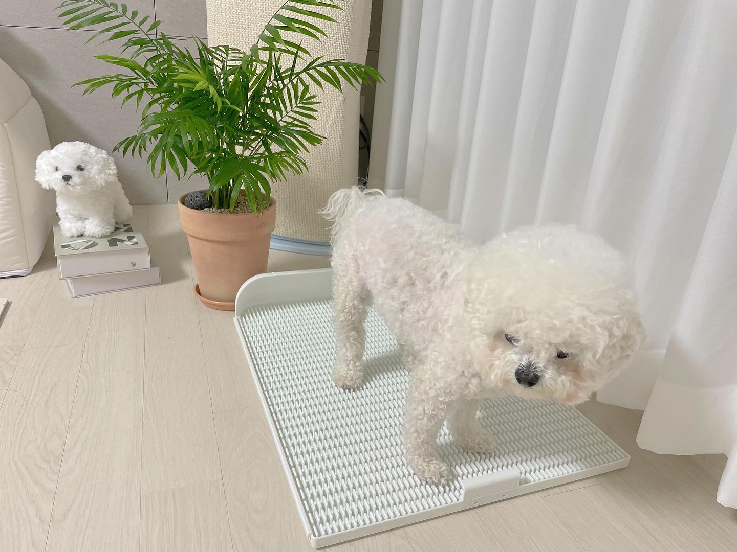 #협찬
실수하는 댕댕이들 모여라🐶
저희집 다롱이는 가끔 배변패드와 매트를 착각해서
실수를 하는데요 독톡 강아지배변판은
특별한 촉감으로 다른 곳과 화장실을 쉽게
구별하게 해줘요🫶🏻
.
.
변기에 쇽하고 버리고 흐르는 물에 3초 정도
씻으면 돼서 너무 편리해요
그리고 배변패드가 필요없어
고정지출이 준 것도 너무 좋구요!
.
처음엔 촉감이 살짝 낯설었는데
쩝키 먹으면서 하니까 금방 익숙해졌어요.
.
.
훈련용 간식인 #쩝키 따로 판매중이에요
.
.
🧻소변이 발에 묻지 않아 소변 냄새가 나지 않아요
무한 연장이 가능해 대형견들도 사용 가능
🧻화장실을 촉감으로 구별하는 강아지를 위한 돌기로 특수 촉감을 느끼게 해줘요
🧻7가지 색상으로 집안 인테리어와 어울리게 선택 가능해요
🧻집안 인테리어를 해치지 않는 예쁜 디자인
.
.
#강아지배변패드 #강아지배변판 #독톡 #강아지용품 #애견용품 #강아지간식 #강아지간식추천 #강아지노즈워크