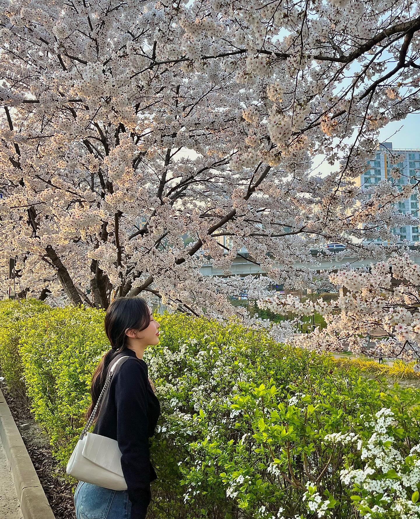 밥먹으러 갔다가 벚꽃맛집 발견 🌱🌸💛