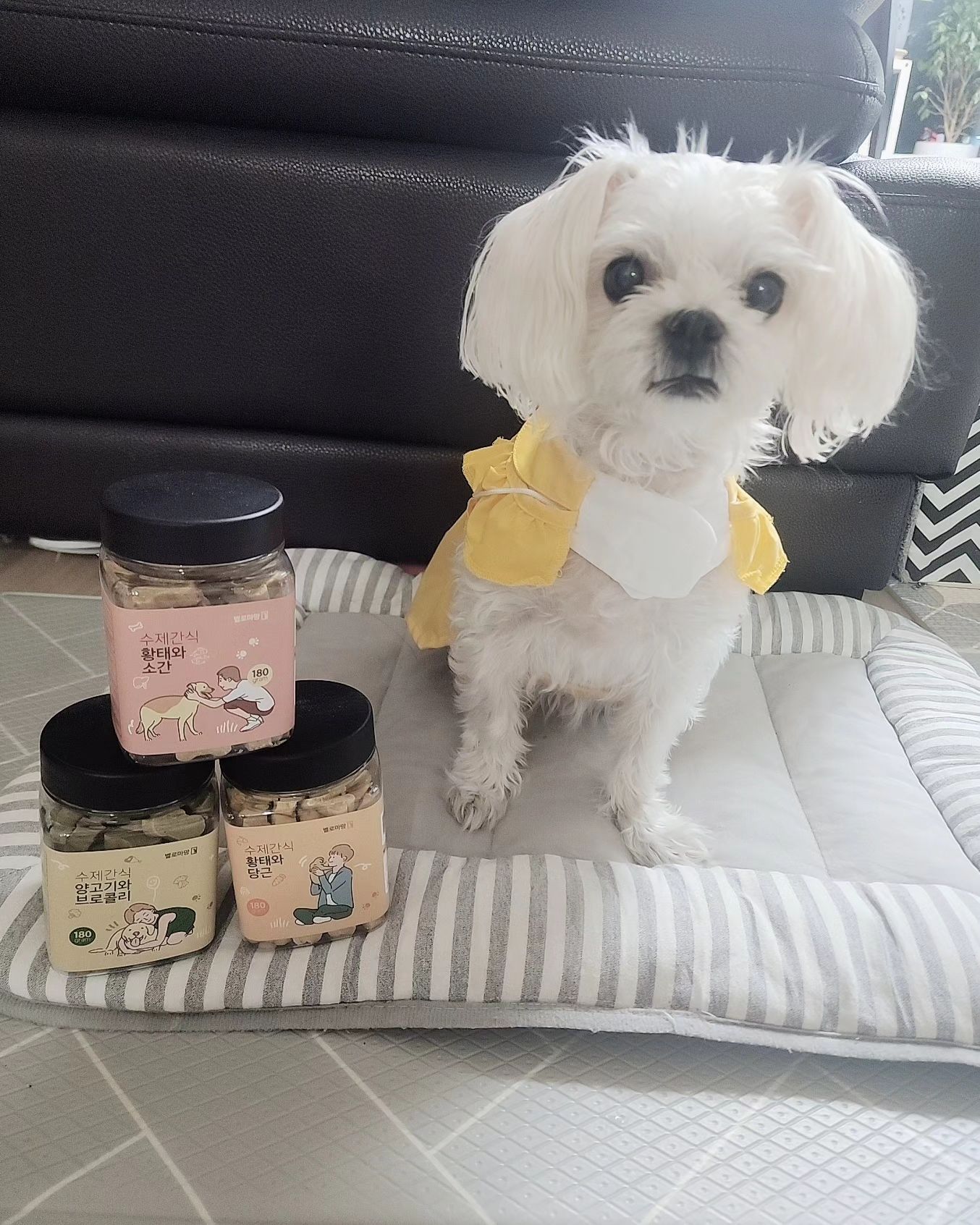 #협찬 벨로마망]건강한 강아지 수제 간식🐶

원재료가 90% 이상 들어간 건강한 강아지 수제간식
✔️황태소간:면역력증가및 골다공증,
 눈 건강및 눈물자국에도움
✔️황태당근:면역력증가및
  골다공증,치아골격에도움
✔️양고기브로콜리:피부관리,노화예방
  에도움
너무사랑스럽고 가족인 반려견들~
소중한 우리댕댕이들
아무거나 먹일수는없지요~
100%국내생산 각종 천연재료들과 원재료 90%들어가 건강하게먹일수있고
안심하고 먹일수 있는수제간식
딱딱하지 않고 적당하게 말캉해서 저희
노견인 사랑이도 너무잘먹더라구요~🤩🤩
댕댕이들 기호성도 굿이고 수제간식인데 가성비도 굿이다용~👍
전연령이먹을수있고 부드러워서 노견도 잘먹더라구요
벨로마망 간식으로 노즈워크 활용으로 사용해도 쪼아요~💕
사람이 먹을수있을정도로 안전하게 만들어서 
저도 계속 꾸준히 먹일려구용*^^*
-(휴먼그레이) 사람이 먹을수 있는 신선한재료사용💜
.
#벨로마망 #강아지간식 #강아지수제간식 #개간식 #노즈워크 
#트릿 #져키 #스틱 #애견간식 #안전한식재료 #건강한식재료 #말랑말랑