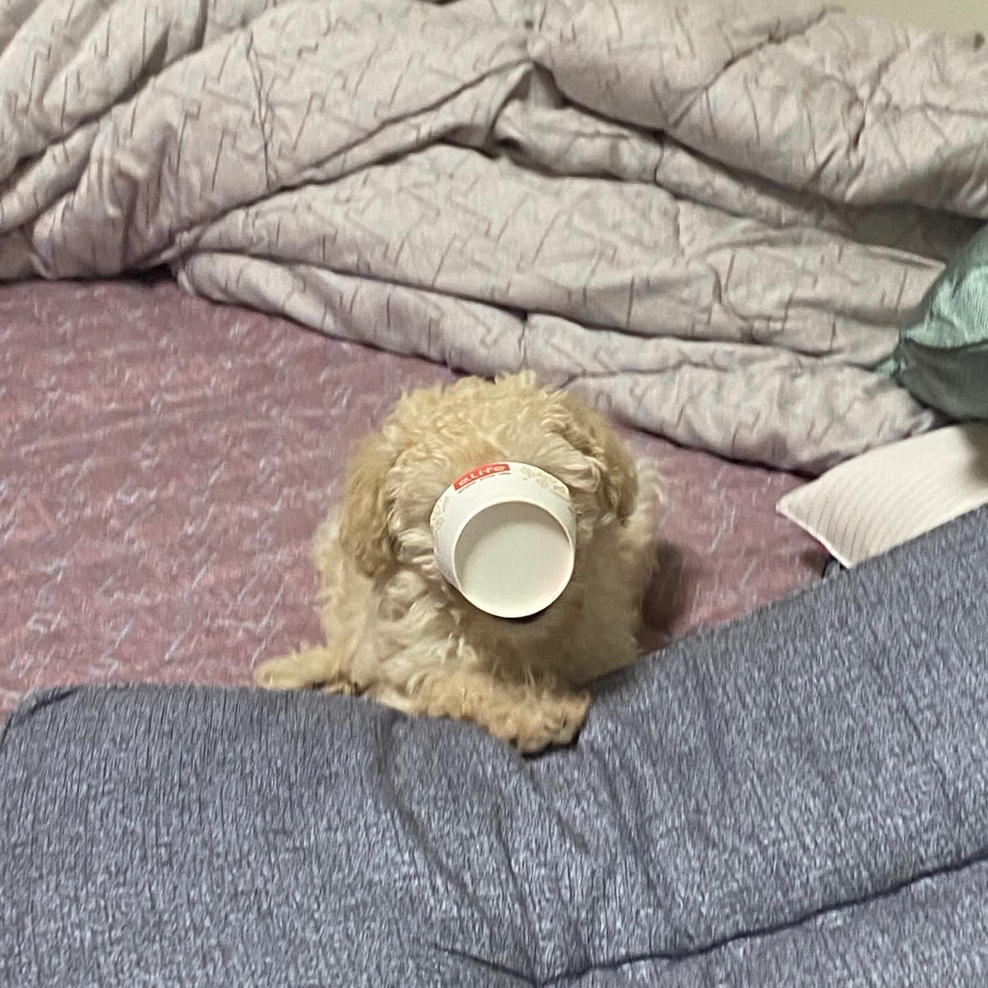 세상이 날 억까해
 
 
#덕배 #푸들 #멍스타그램 #poodle #petphotography #dogstagram