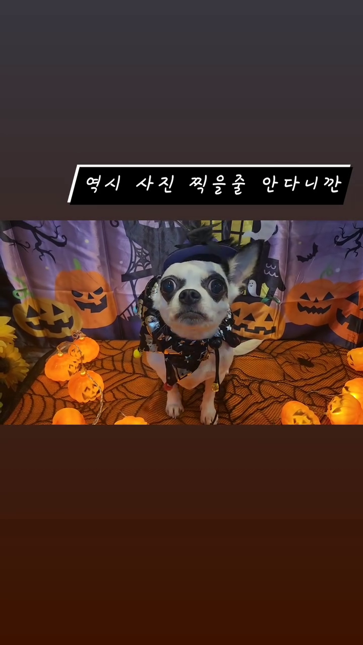ㅡ
오잉?인형인가🎃
ㆍ
#귀요미들 
#예쁘다💕