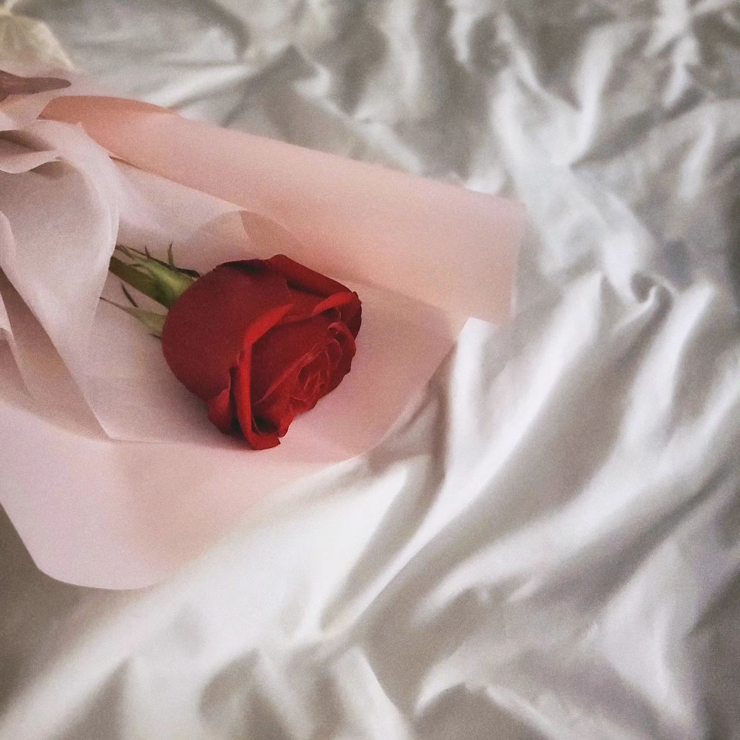 로즈데이였데요
ᴛʜᴀɴᴋ ʏᴏᴜ🌹ʟᴜᴠ ᴜ❤️😍