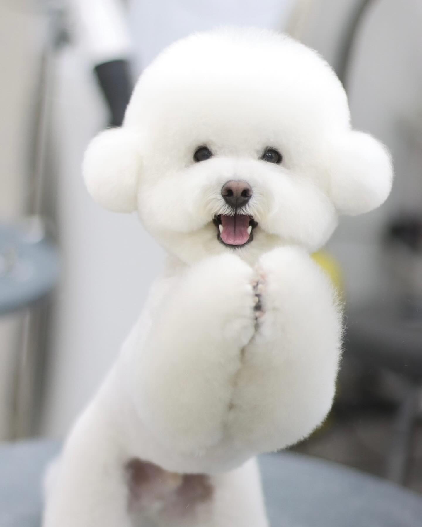두부 ◡̎ #도미네로_비숑

𝙵𝚊𝚌𝚎 ➾ 귀툭튀컷
𝙱𝚘𝚍𝚢 ➾ 1cm 가위컷