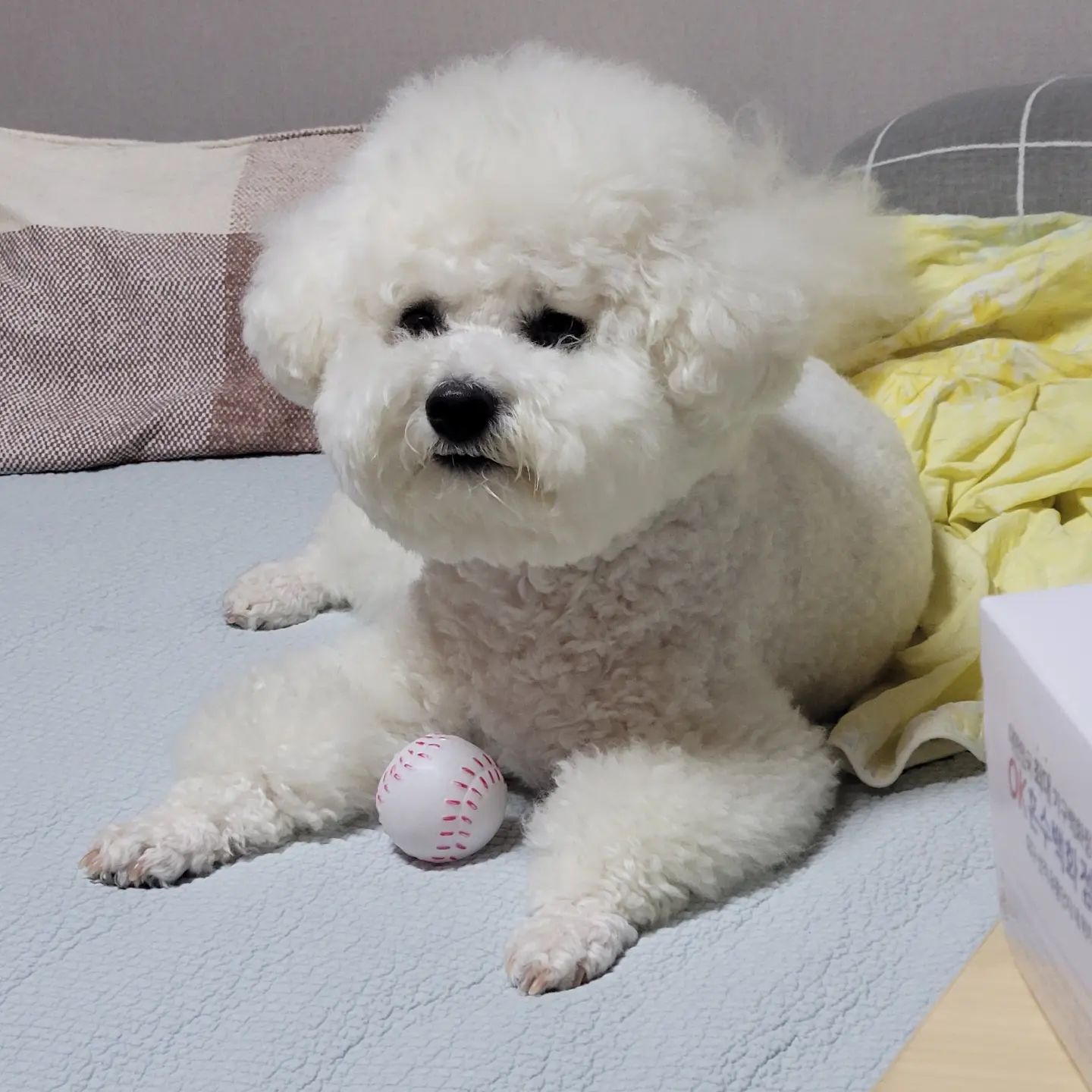 23.07.24
공!! 절대 뺏기지 않게써!😎
.
.
#꼬모의하루🐶