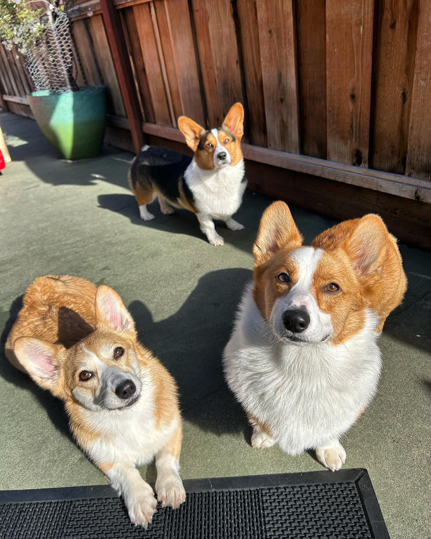 My frienss #corgisofinstagram #corgination #corgiaddict