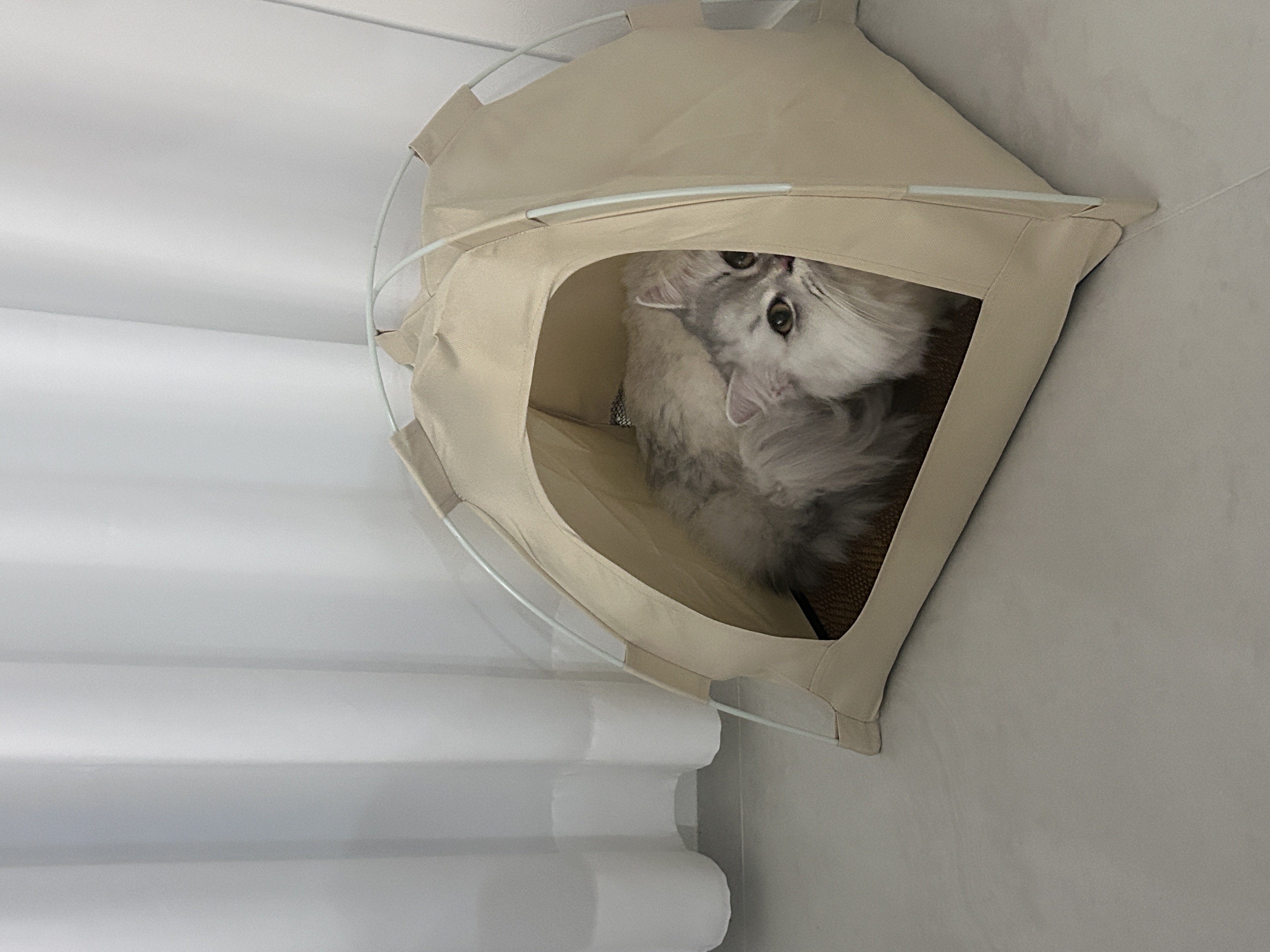 토글리