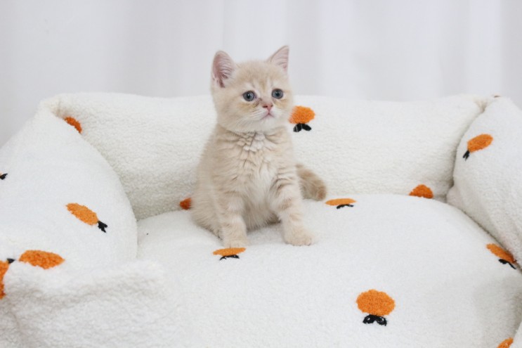 가티가티 고양이 강아지 방석 쿠션 만다린 사용후기