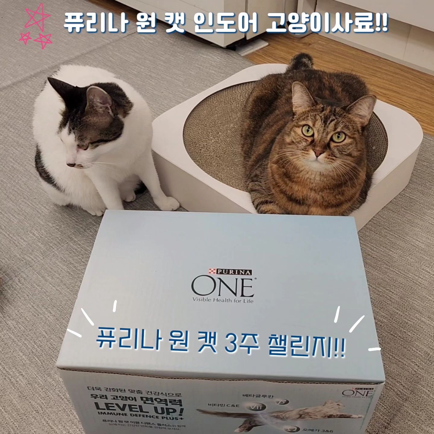 #협찬#제품제공

☆퓨리나 원 캣 인도어 고양이사료!! 🤗🤗
.
퓨리나 원 캣 3주 챌린지~

- 천연 항산화제 비타민 C&E
세포의 노화 방지에 도움 ✔️

- 베타 글루칸
최적의 면역체계 유지에 도움 ✔️

- 오메가 3&6 지방산
피부를 건강하게 지키는데 도움 ✔️
.

보단이가 건사료를 조금씩 자주 먹는편이라 모자라지 않을까? 싶었는데~

2묘 기준~
퓨리나 원 캣 인도어 1.4kg이 딱!! 3주 급여량!!

안 먹는 냥이를 거의 못봤을 정도로 퓨리나 기호성은 유명하쥬!! 😁😁
.
.
#퓨리나 #퓨리나원캣 #고양이사료 #퓨리나사료 #인도어사료 #고양이인도어사료 #퓨리나고양이사료 #퓨리나원캣인도어 #기호성좋은사료 #기호성좋은고양이사료 
#3주간의건강한변화 #원캣체험단